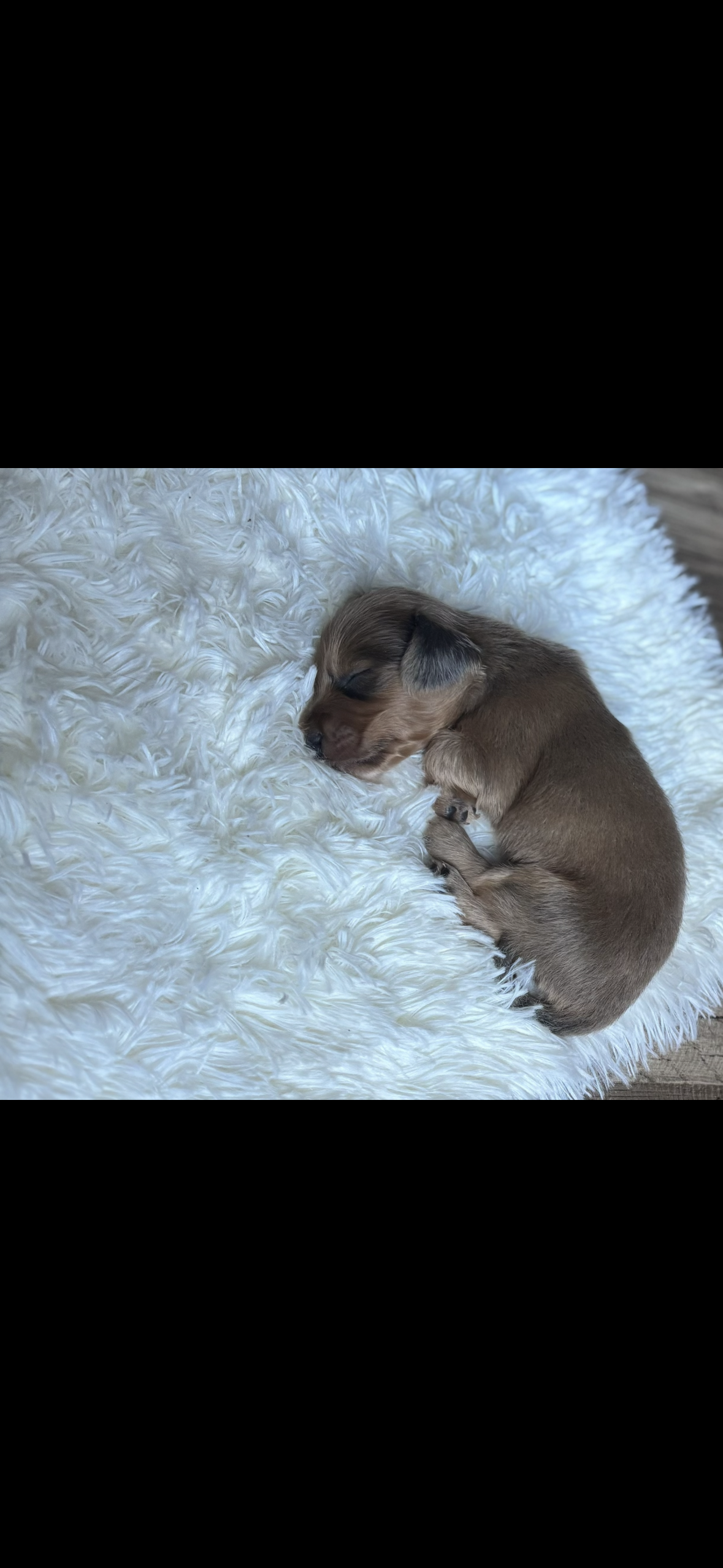 Mini dachshunds image 2