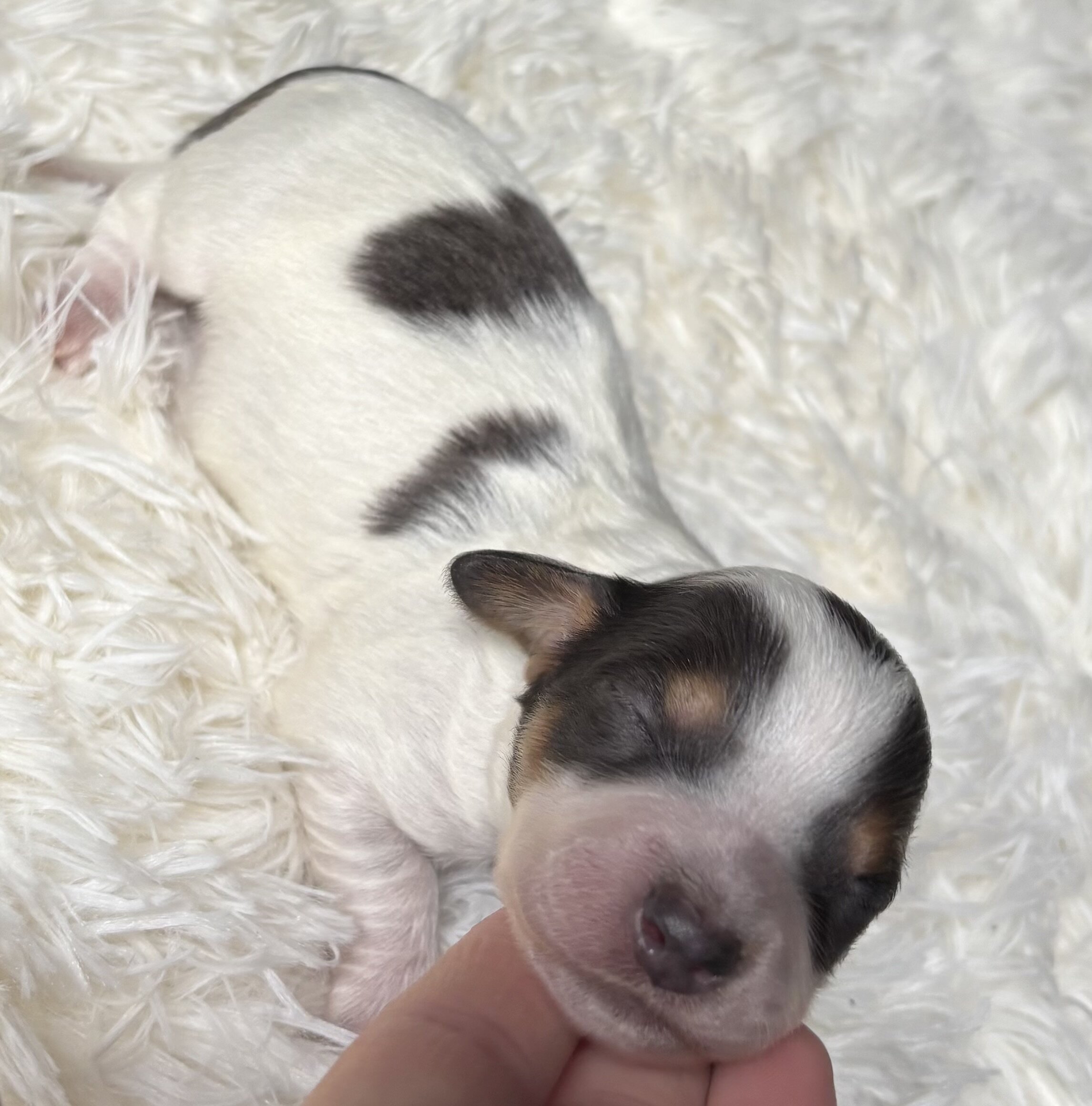 Mini dachshunds image 1
