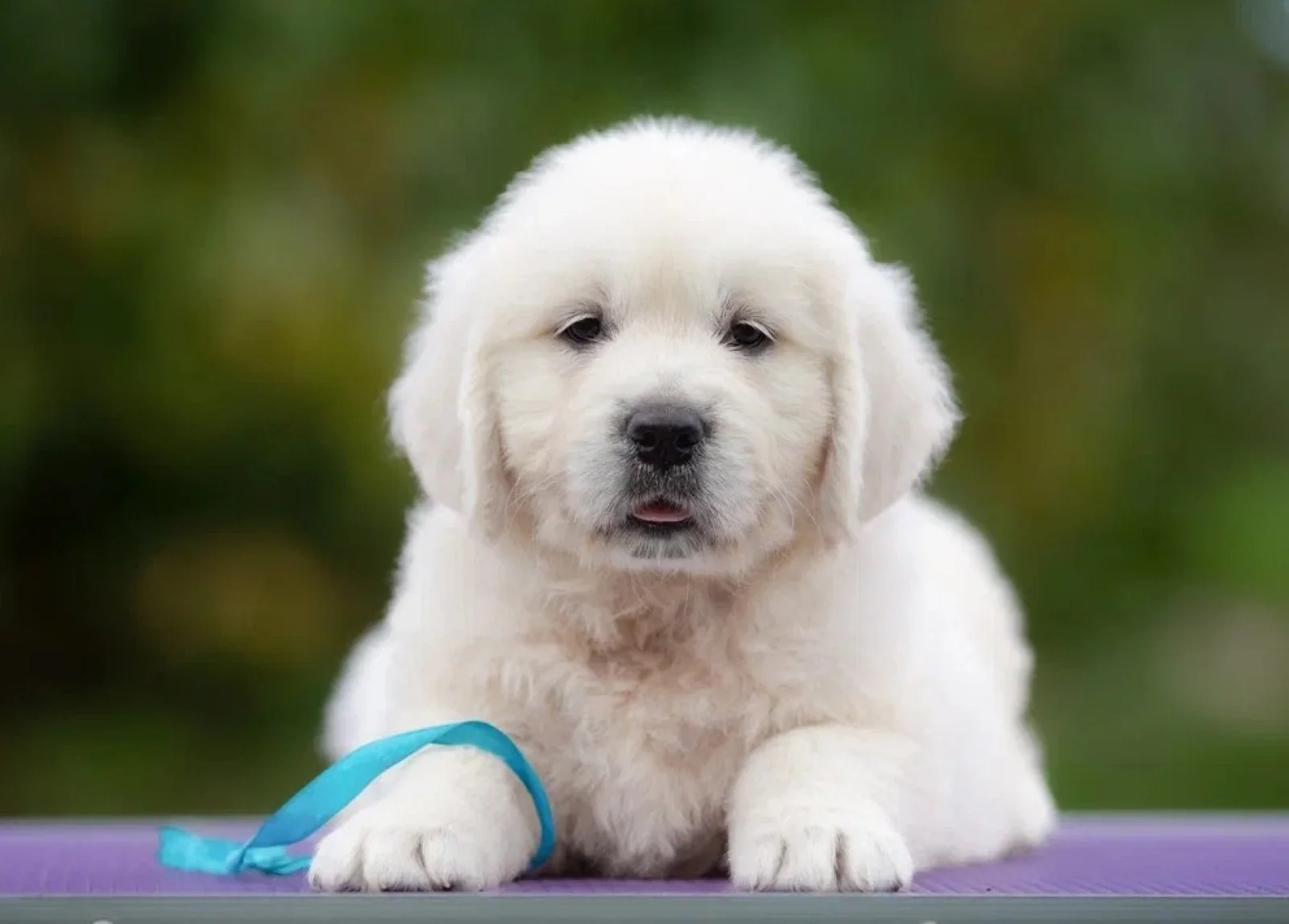 Brinkley male Golden Retriever image 5