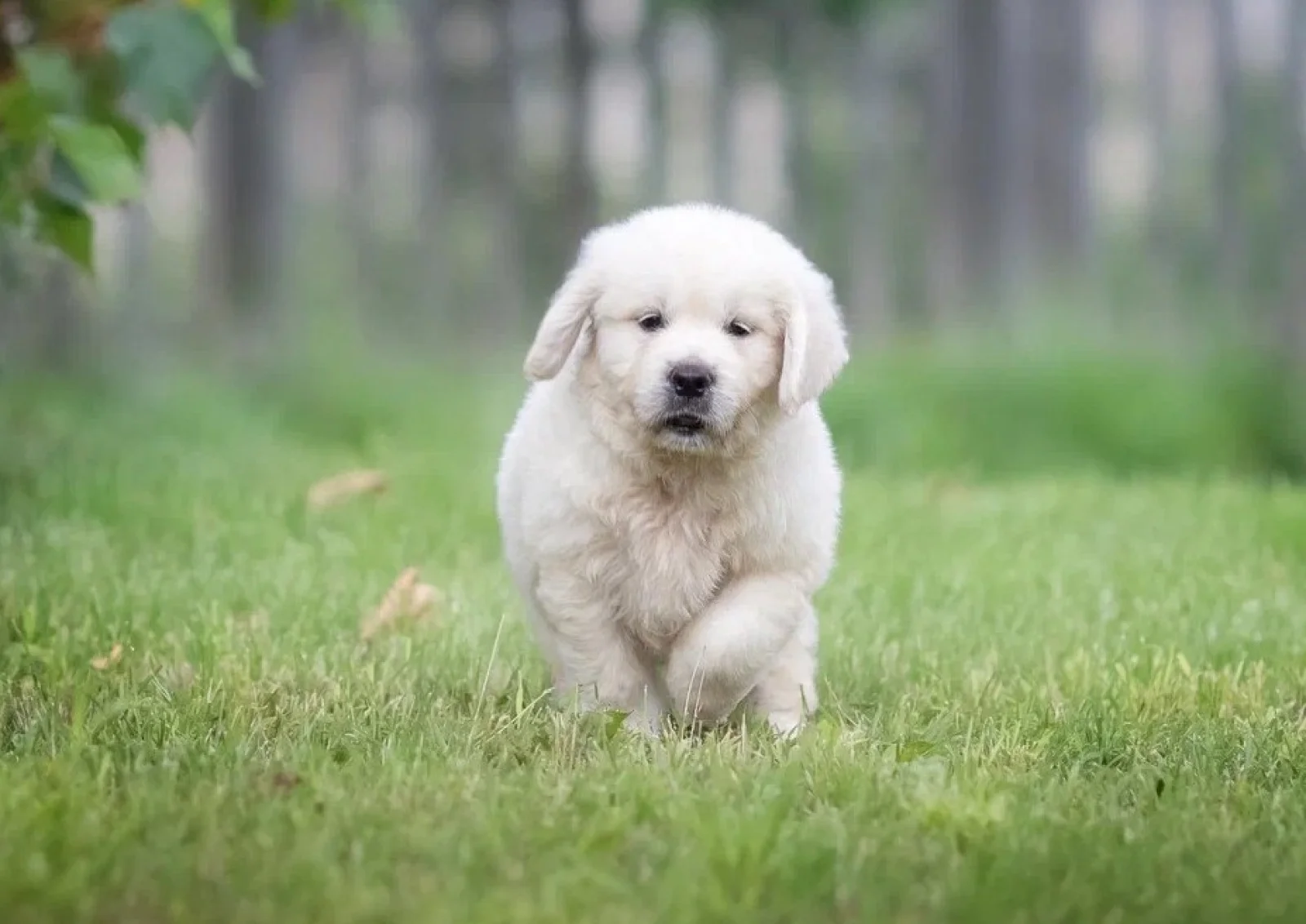 Brinkley male Golden Retriever image 3