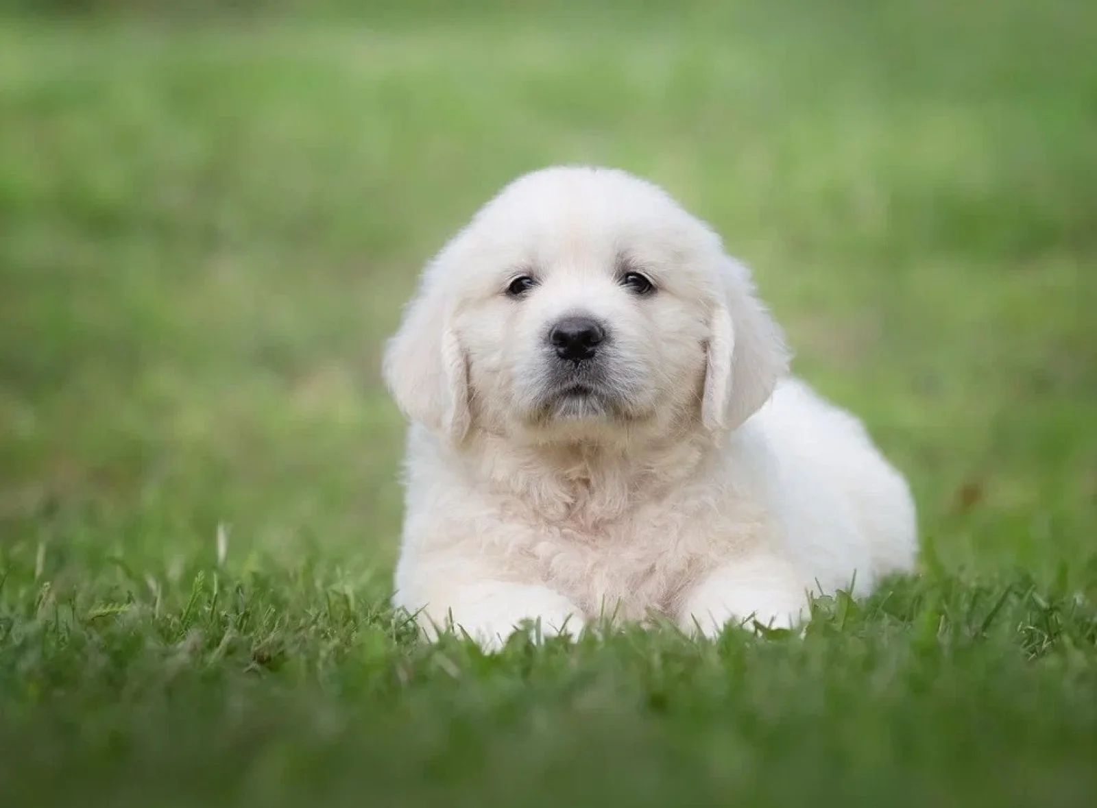 Brinkley male Golden Retriever image 2