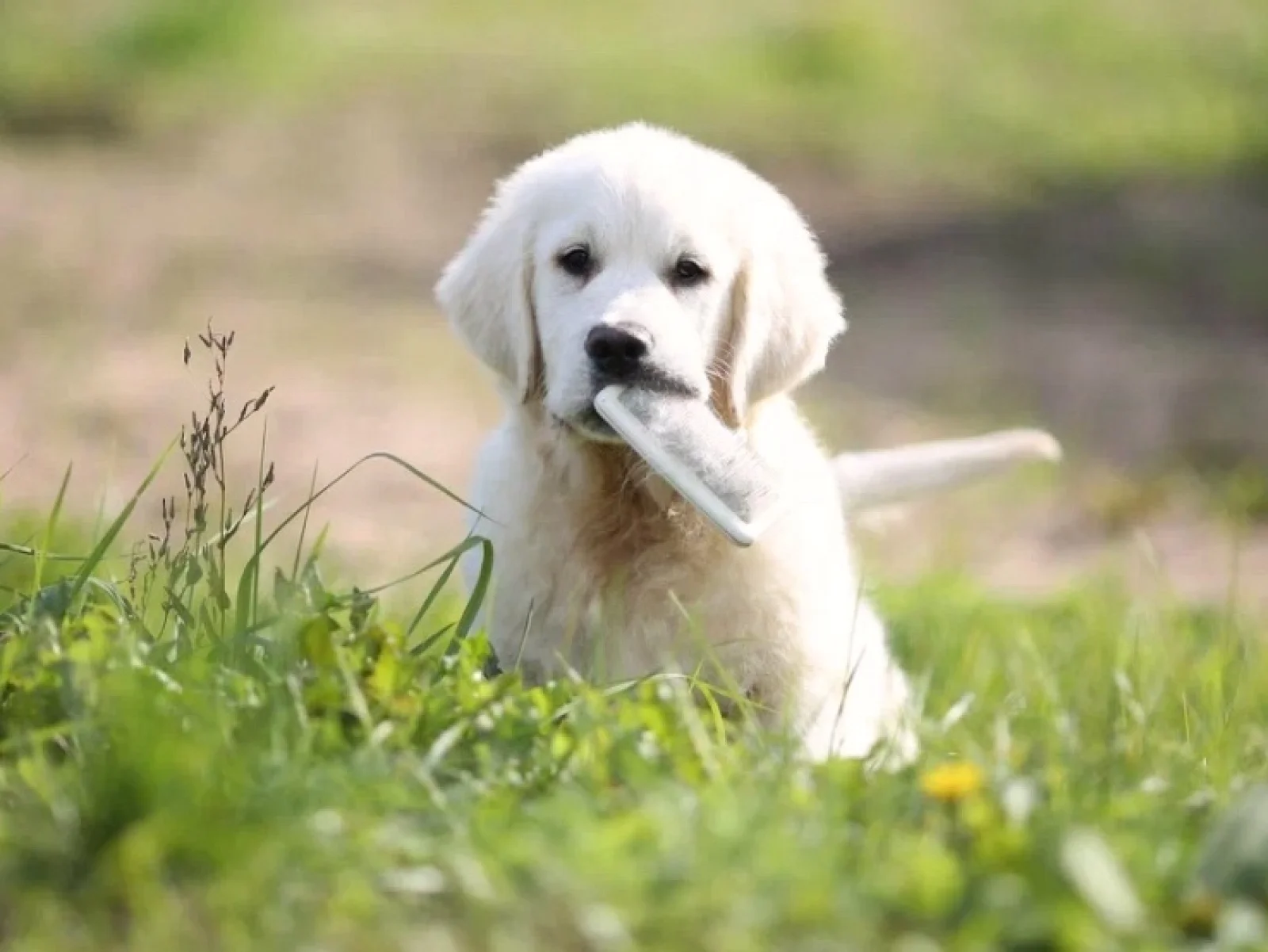 Brinkley male Golden Retriever image 1
