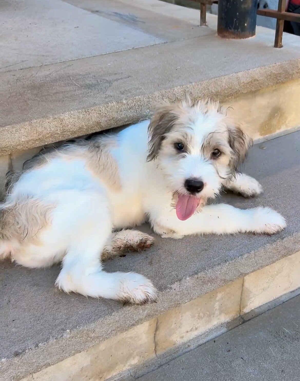 Brenner is ready for his forever home image 2