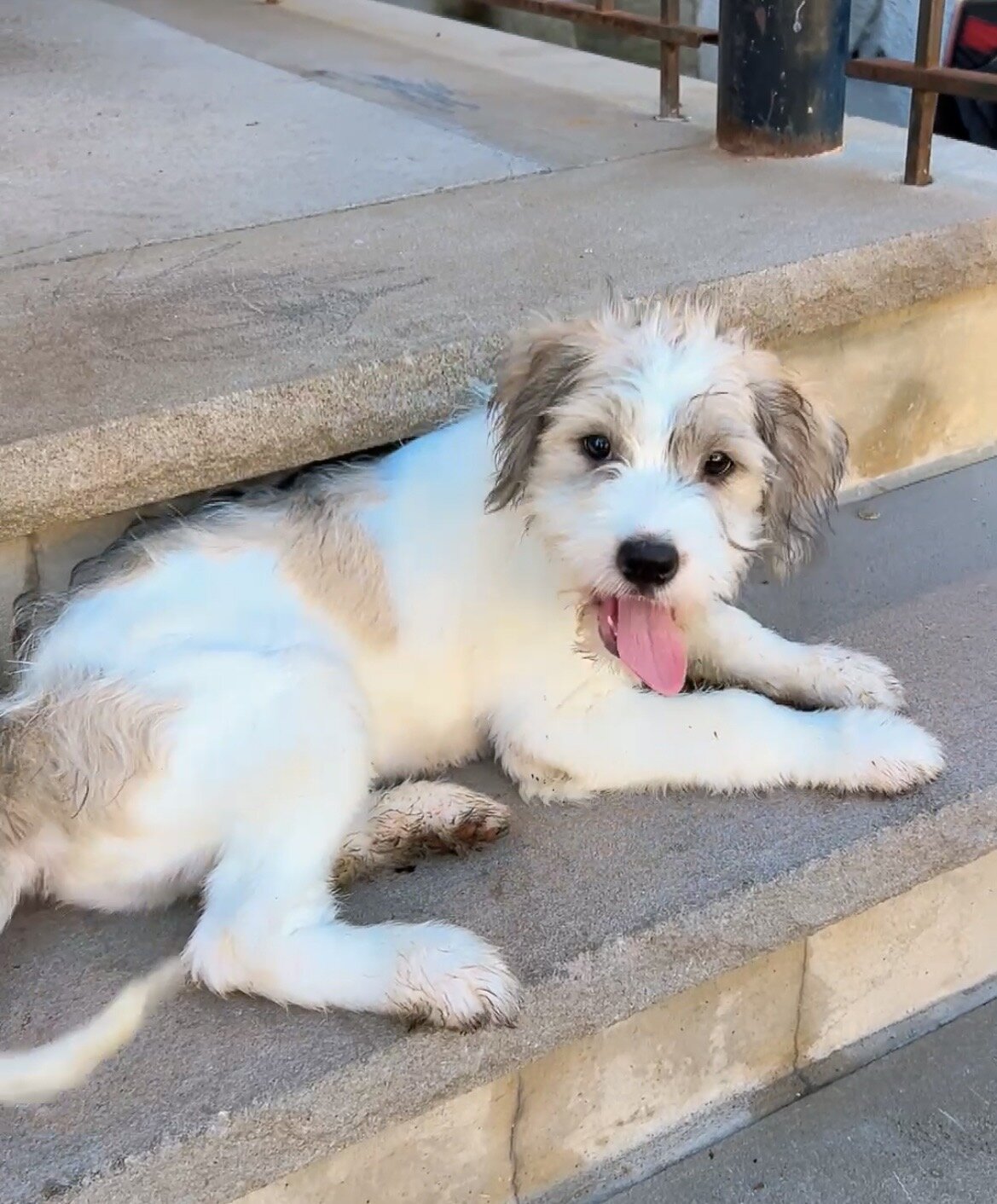 Brenner is ready for his forever home image 1