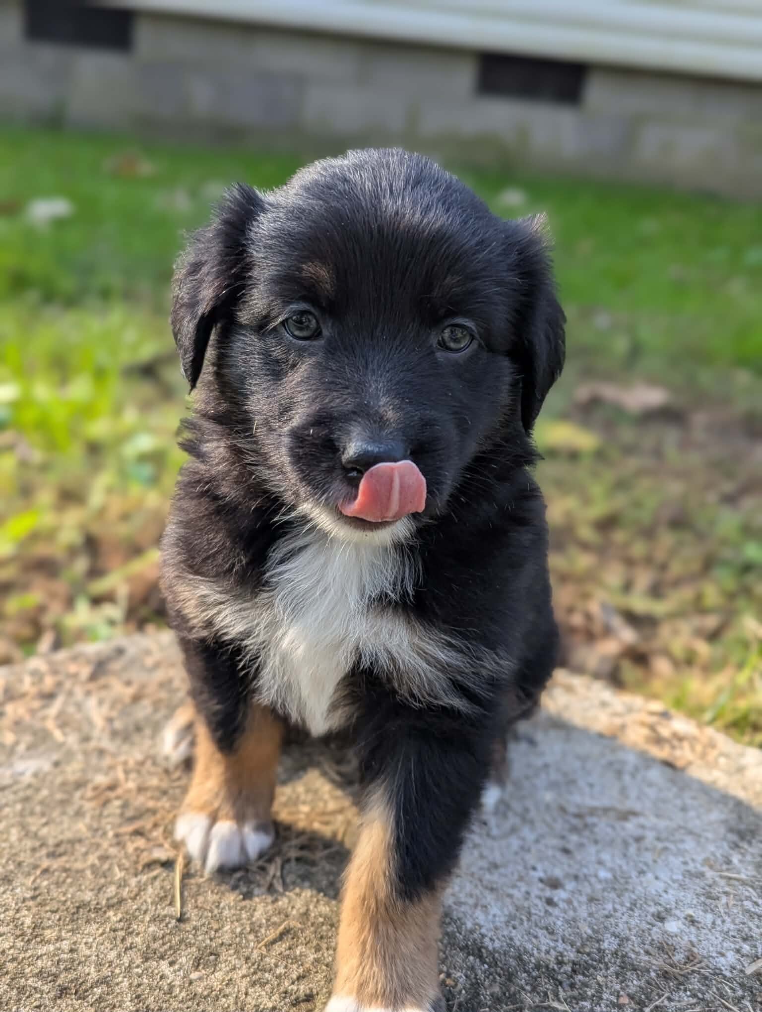 Australian Shepherds image 7