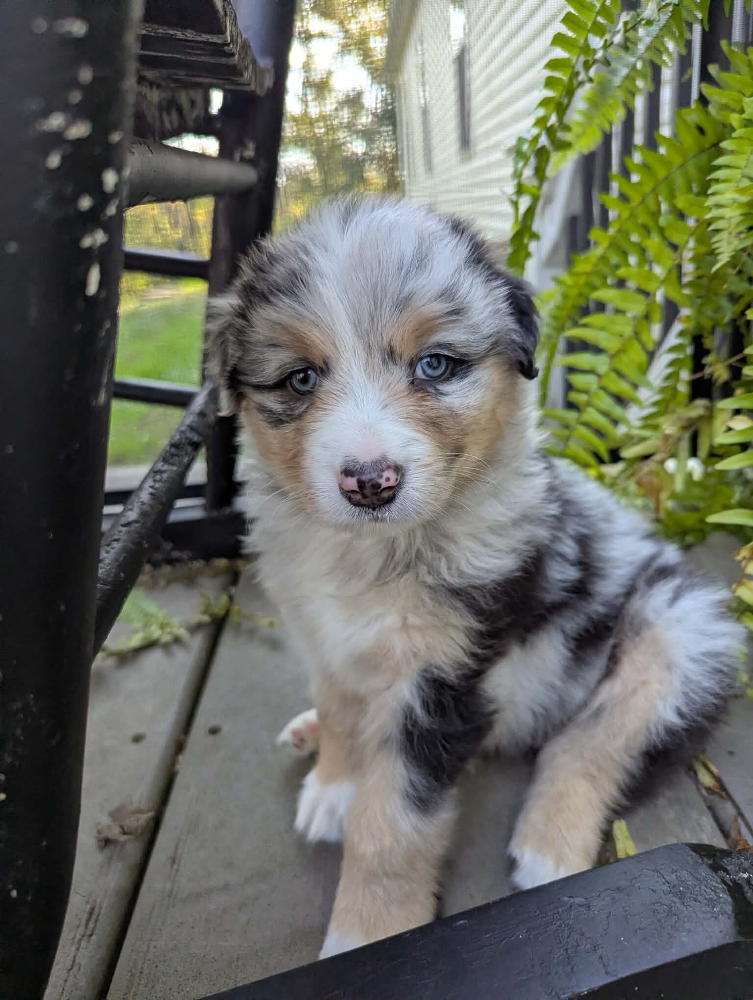 Australian Shepherds image 5