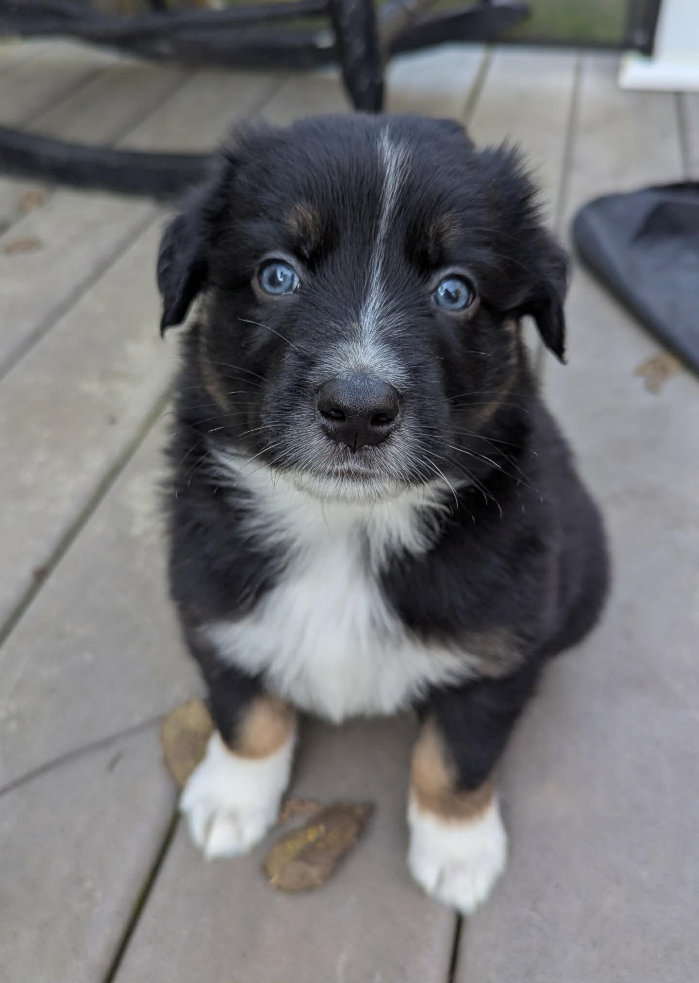Australian Shepherds image 4