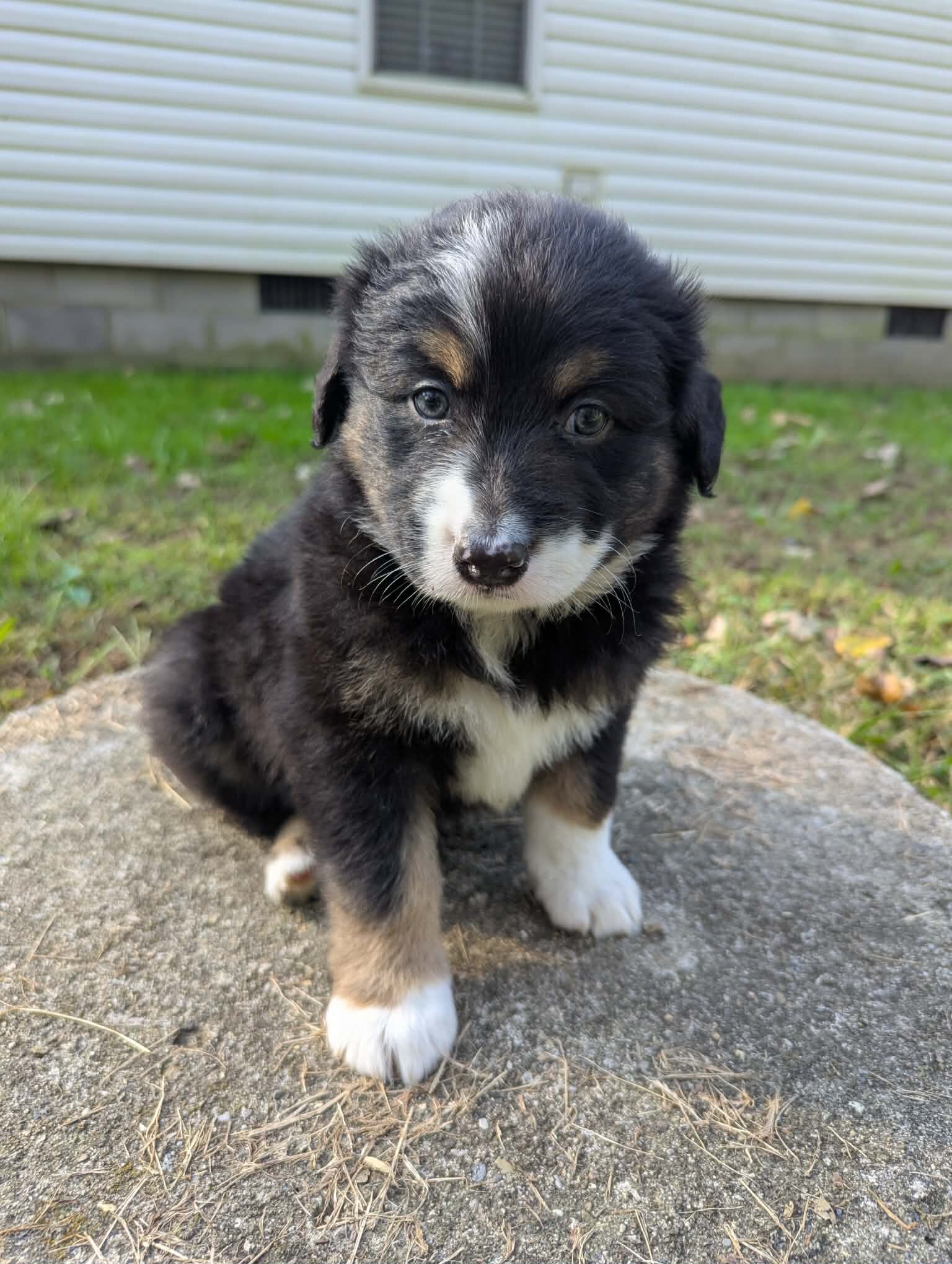Australian Shepherds image 3