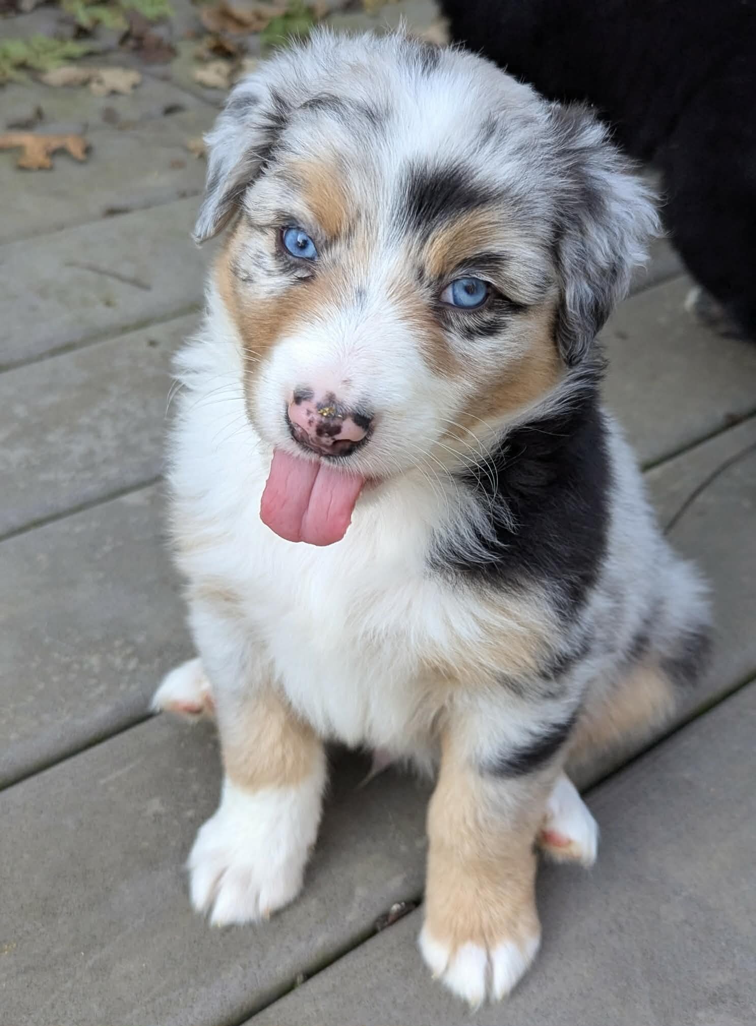 Australian Shepherds image 1