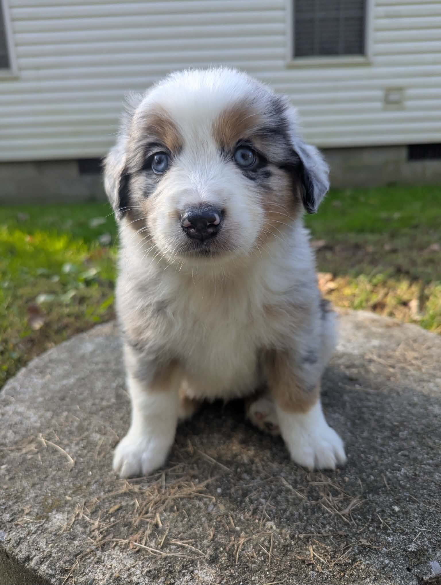 Australian Shepherds image 6