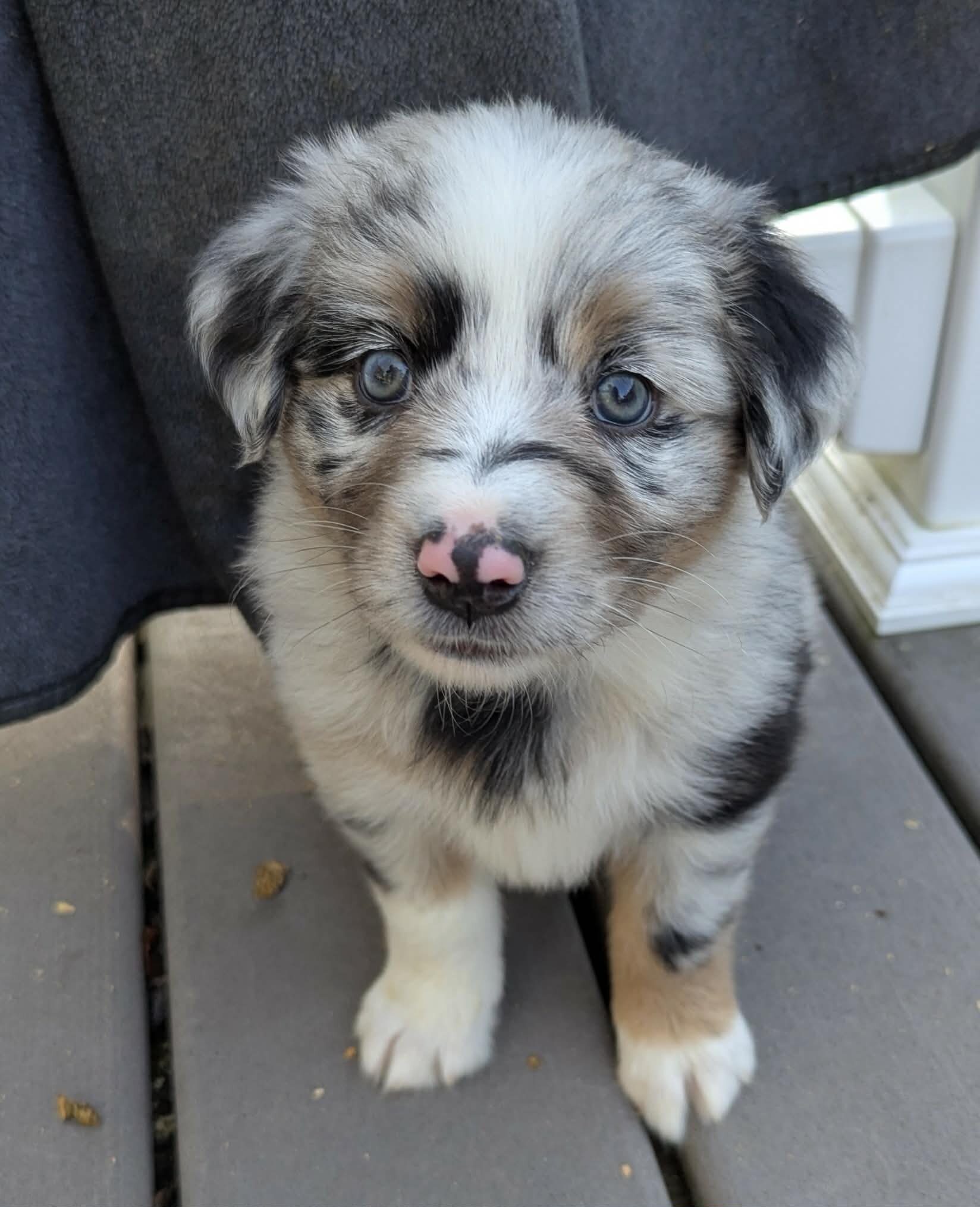 Australian Shepherds image 2