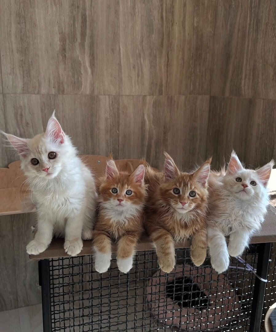 maine coon kittens image 1