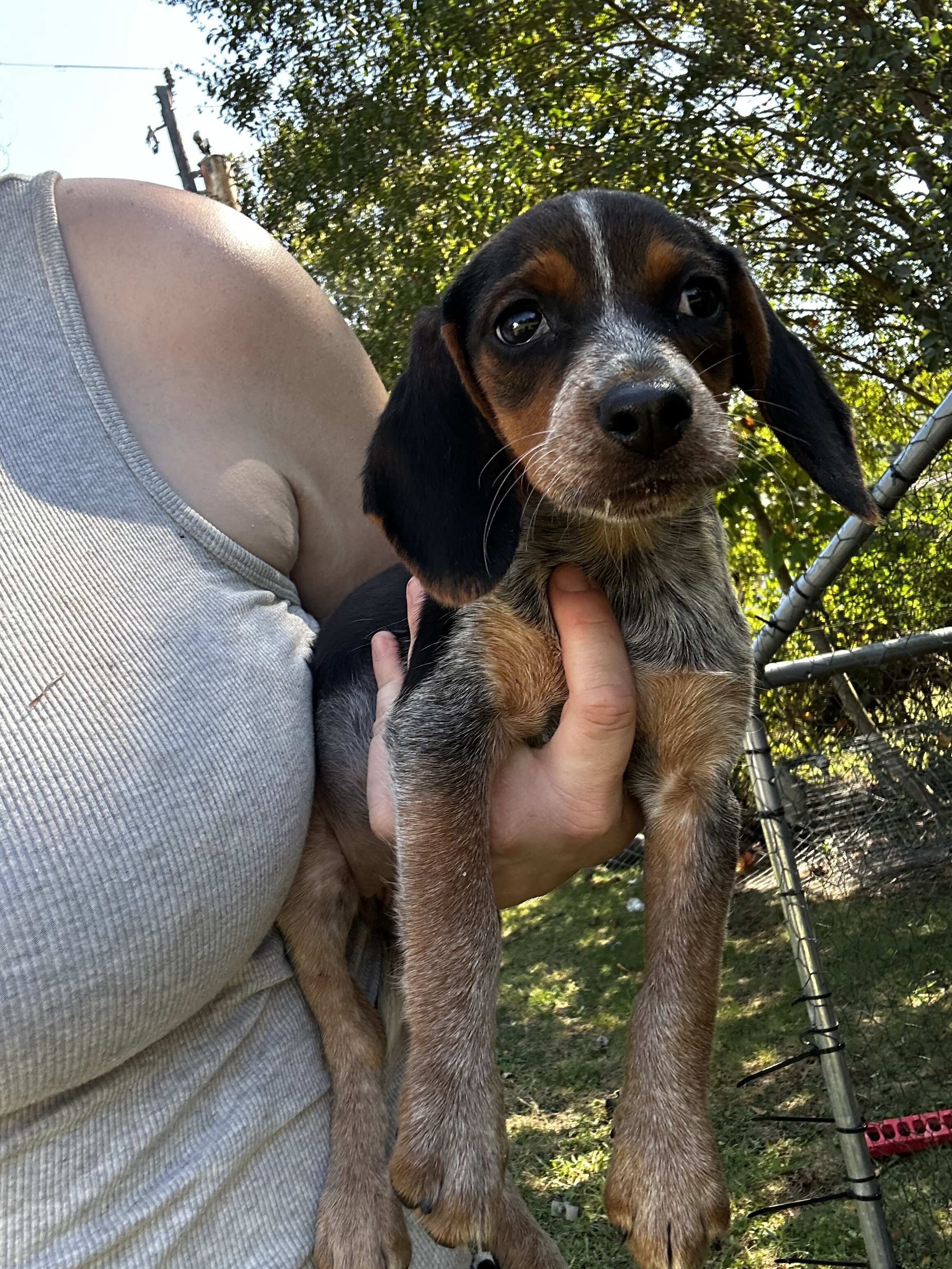 Beagle puppies image 4