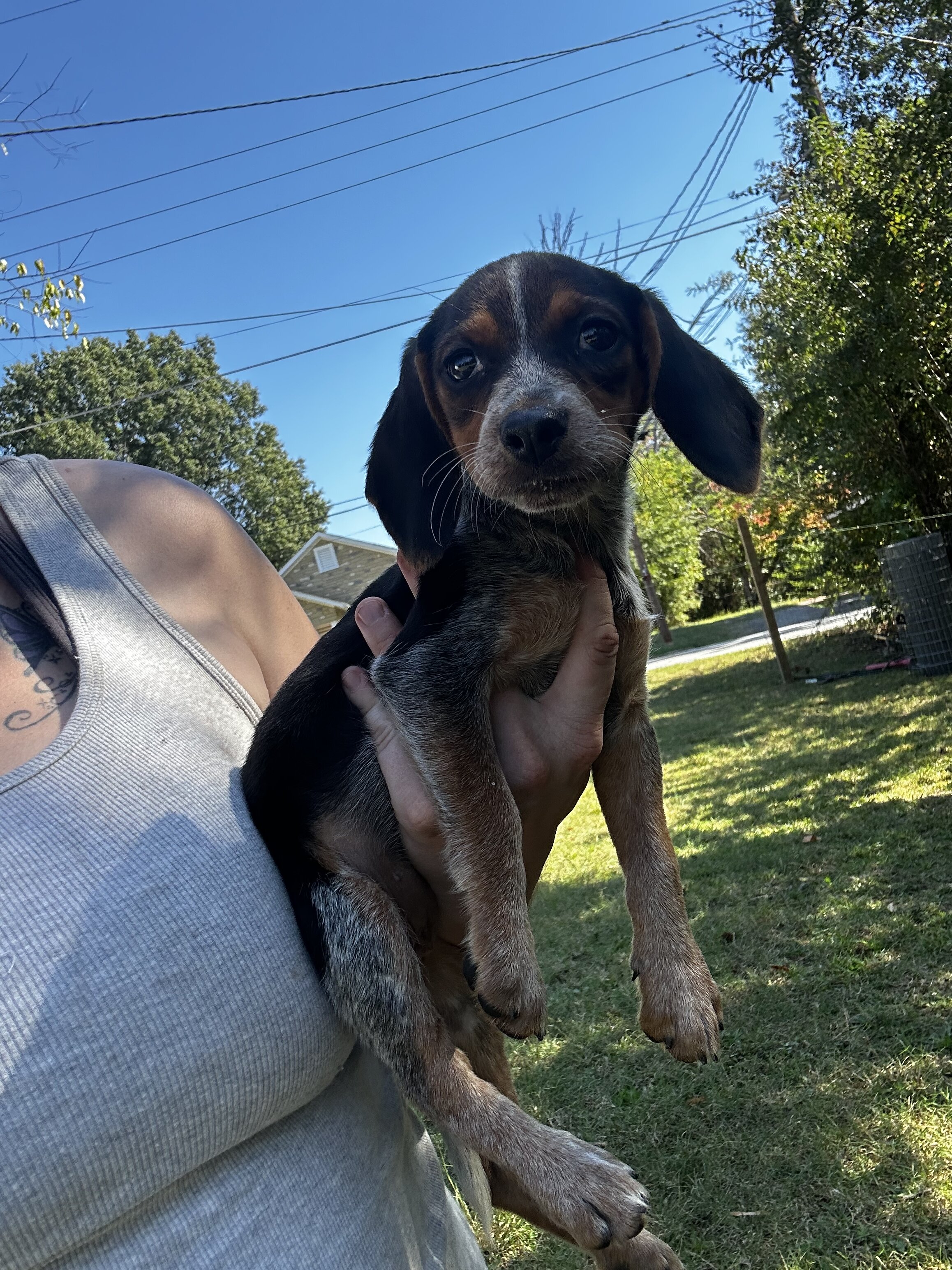 Beagle puppies image 3