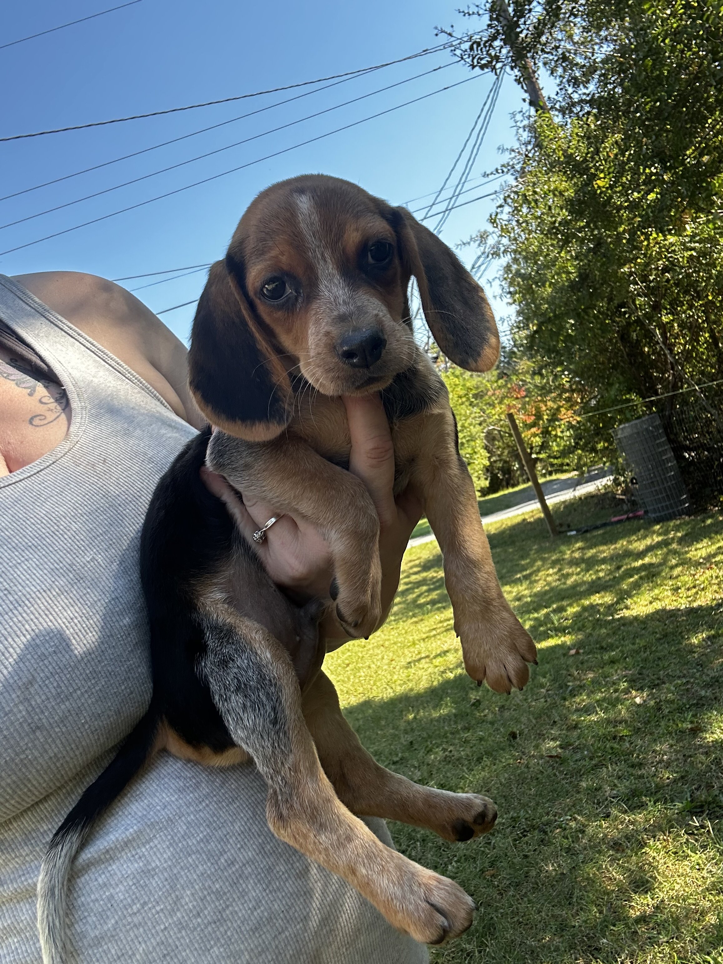 Beagle puppies image 2