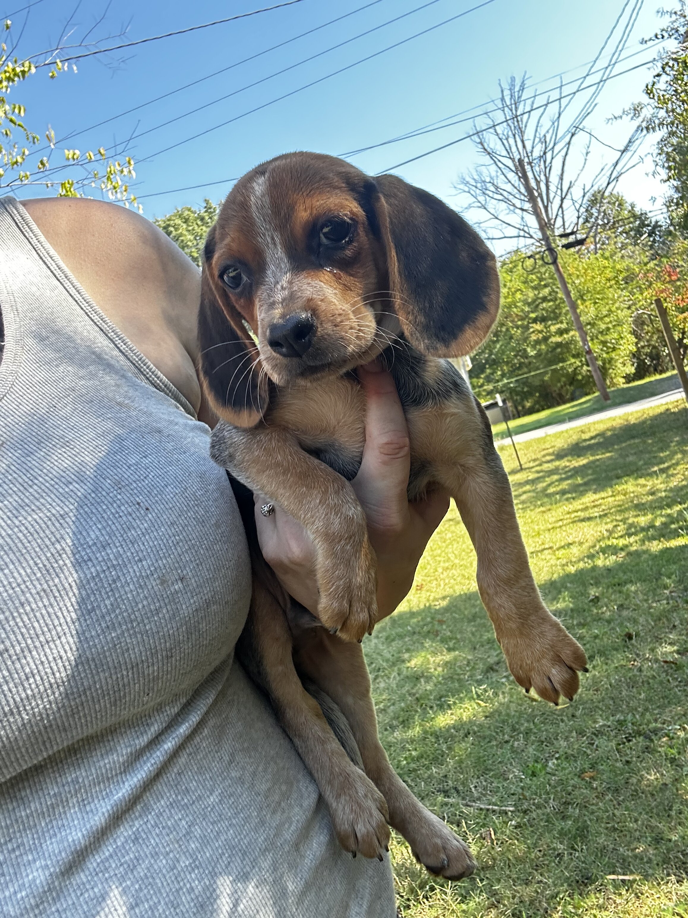 Beagle puppies image 1