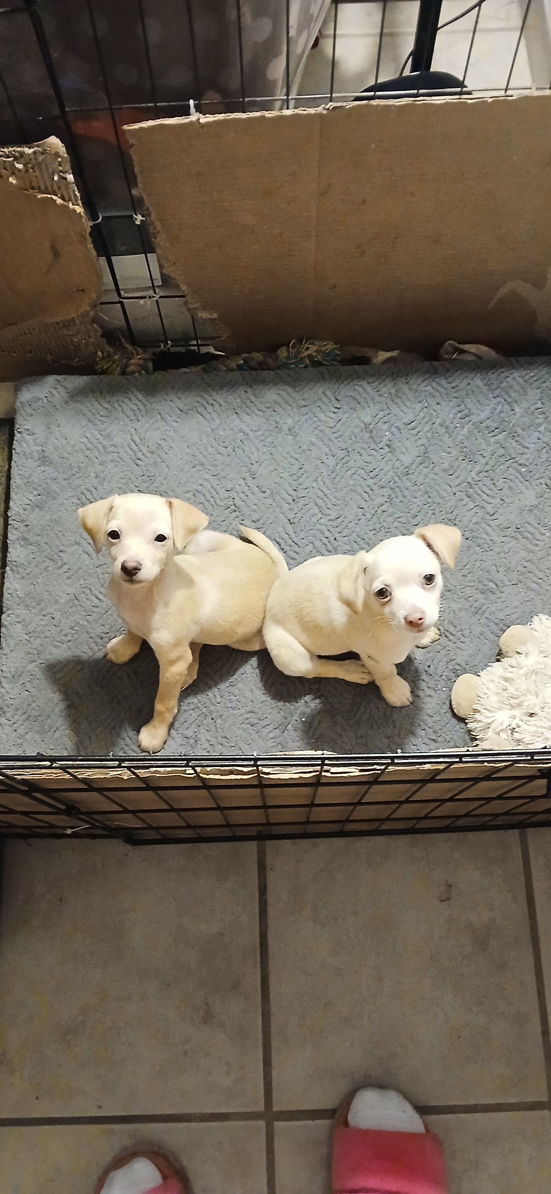 Puppies image 1