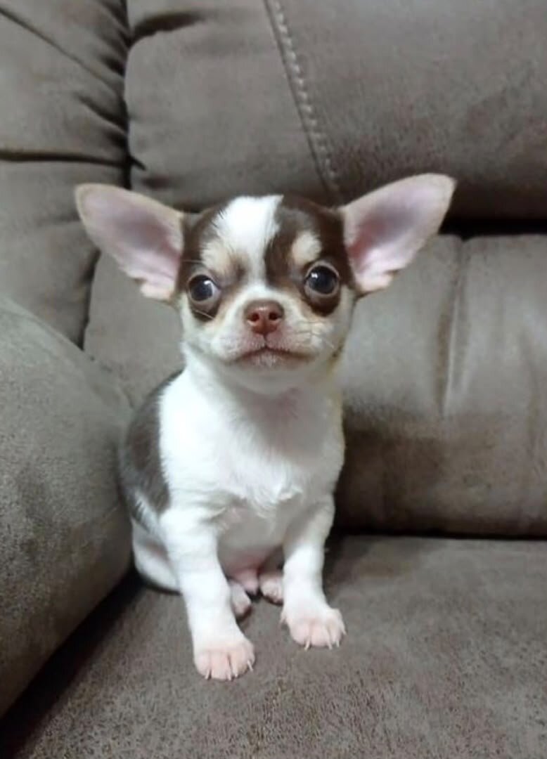 chihuahua puppies image 1