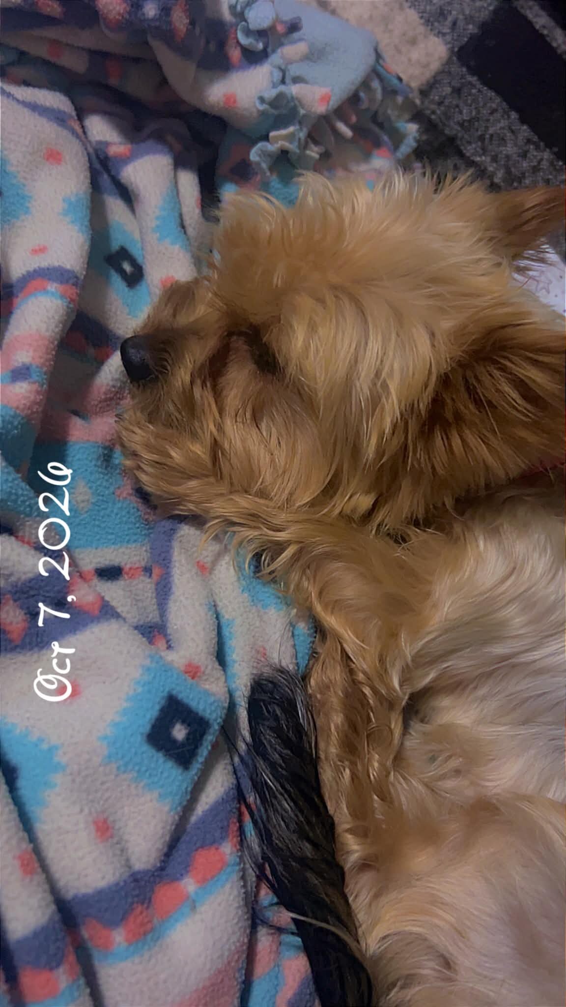 Silky terrier image 1