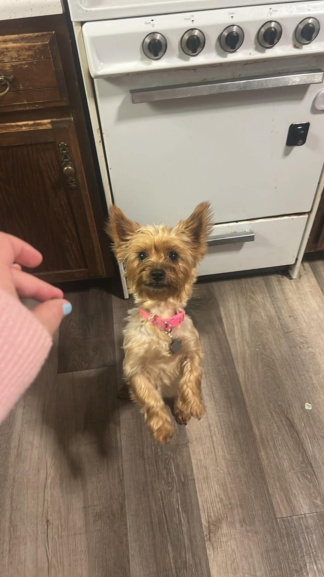 Silky terrier image 3