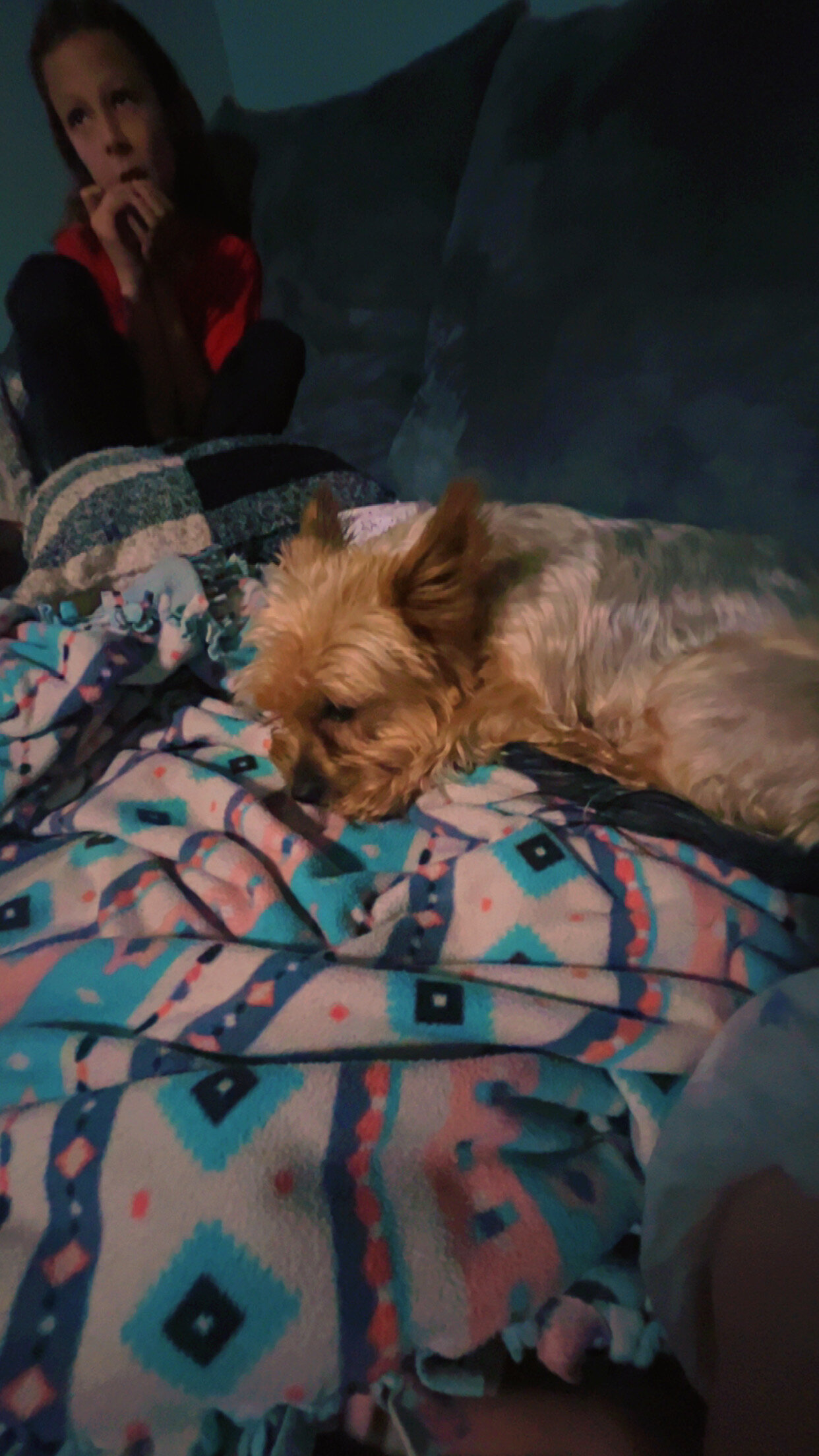 Silky terrier image 2