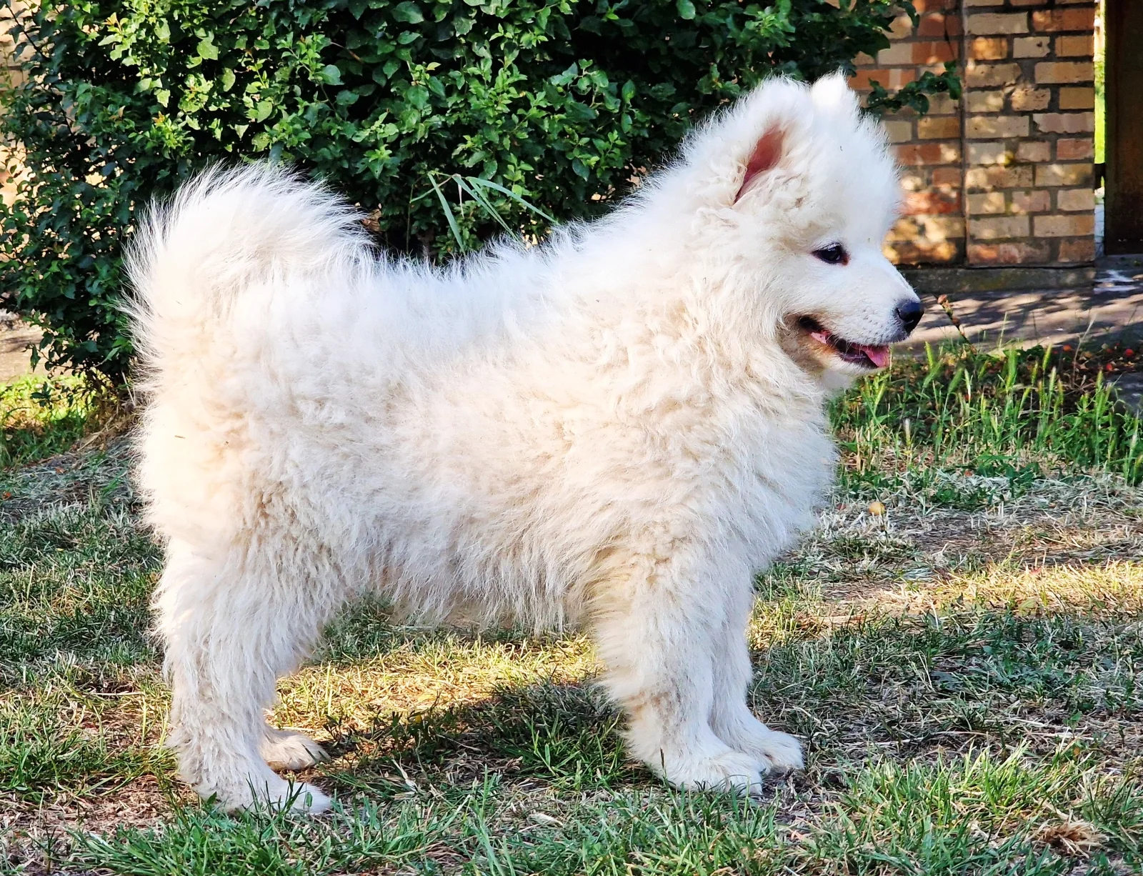 white male Samoyed image 4