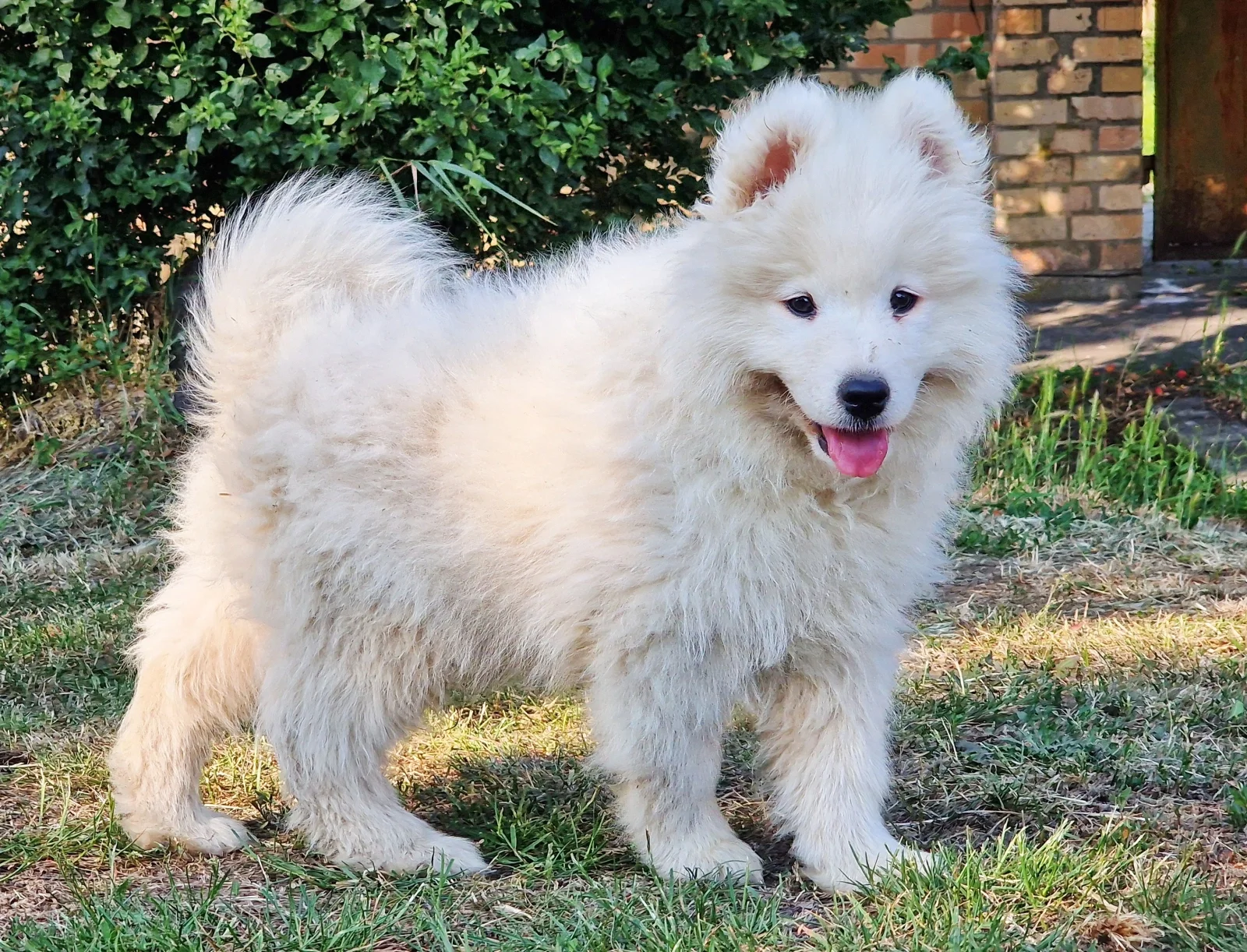 white male Samoyed image 3