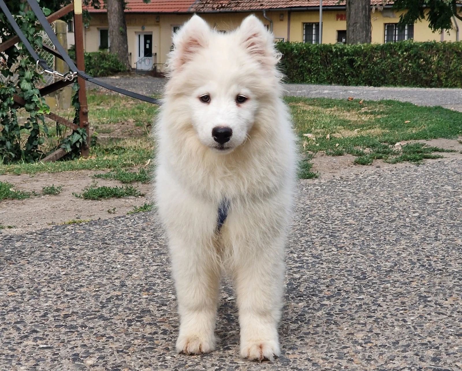 white male Samoyed image 2