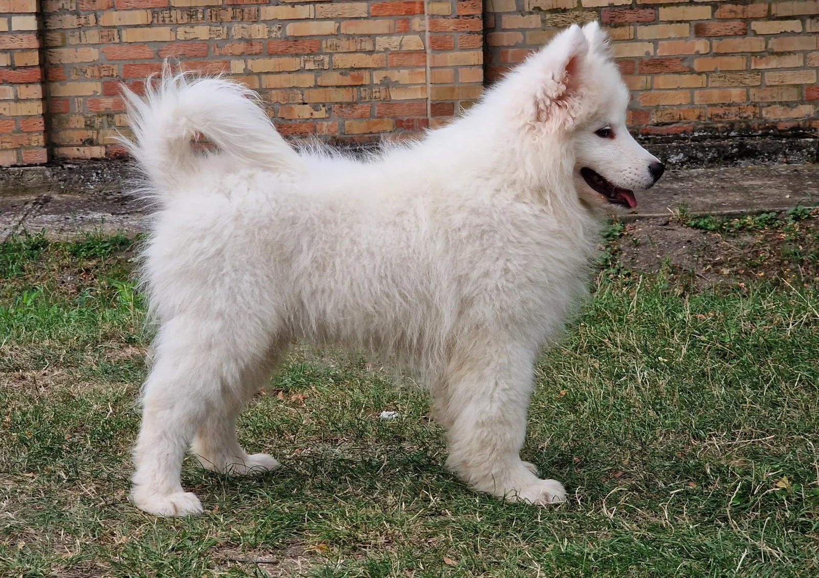 white male Samoyed image 1