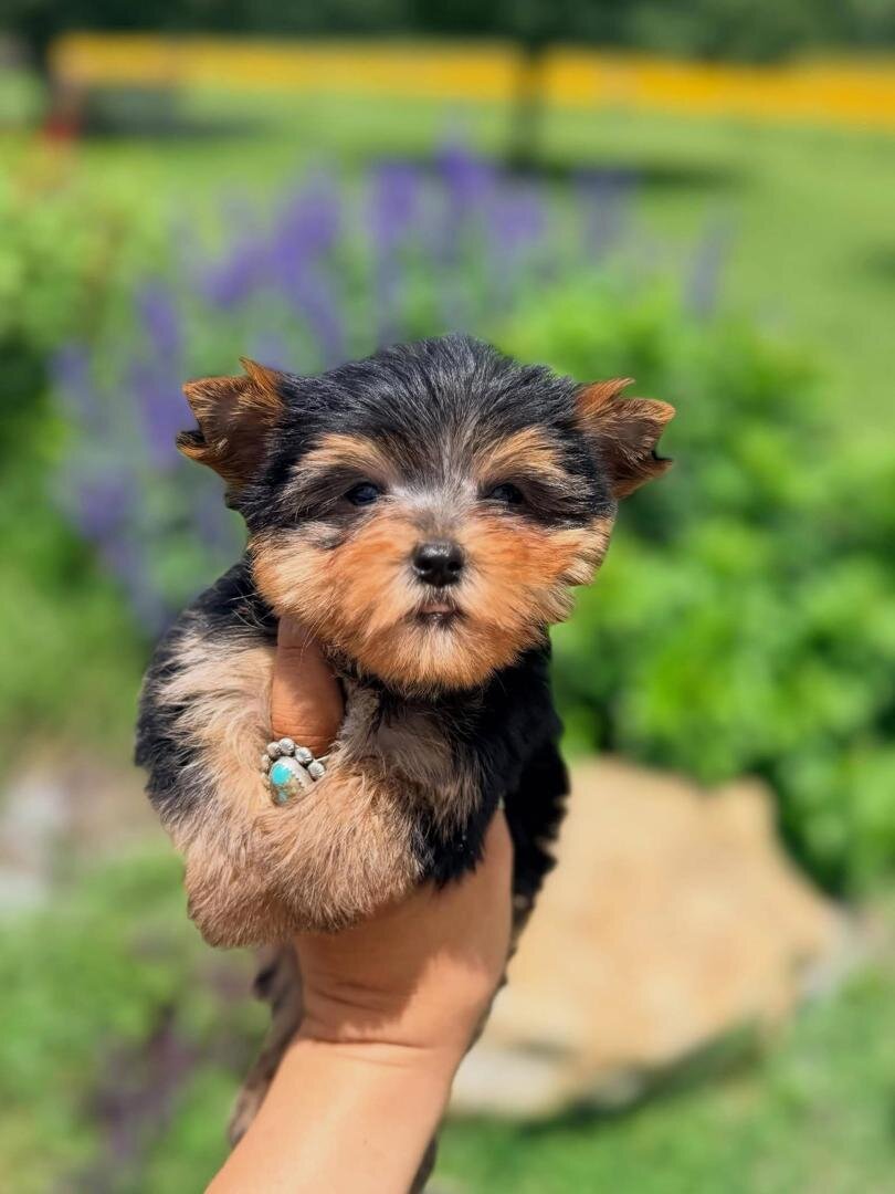 yorkie puppies image 1
