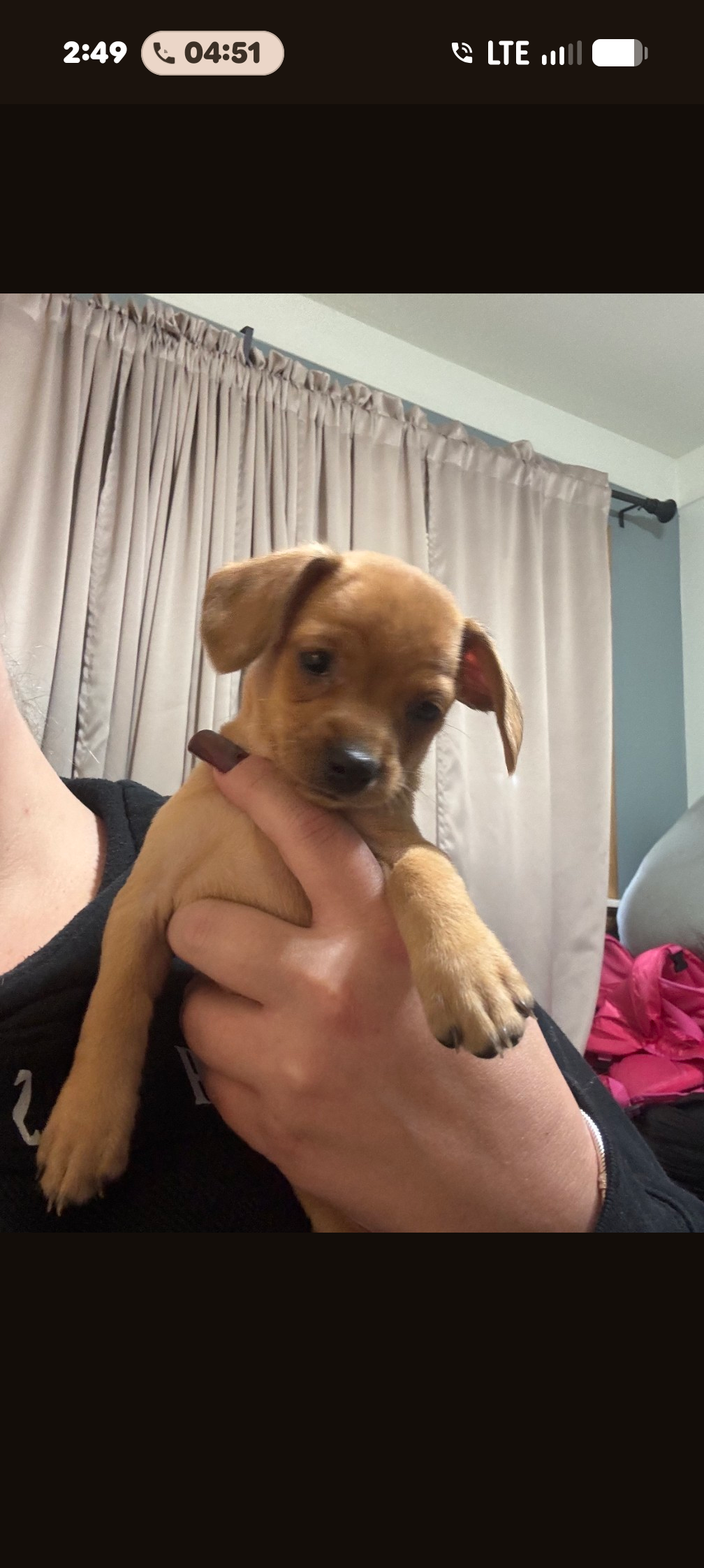 Chiweenie puppies image 5