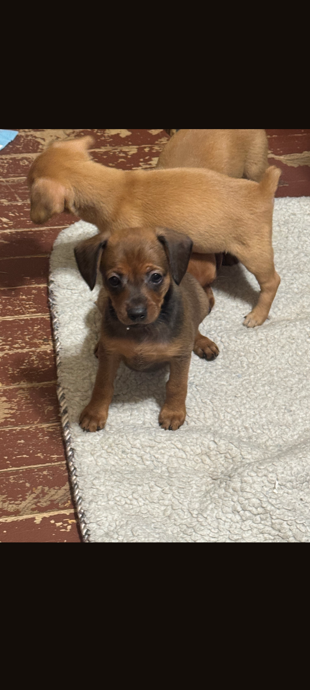Chiweenie puppies image 4