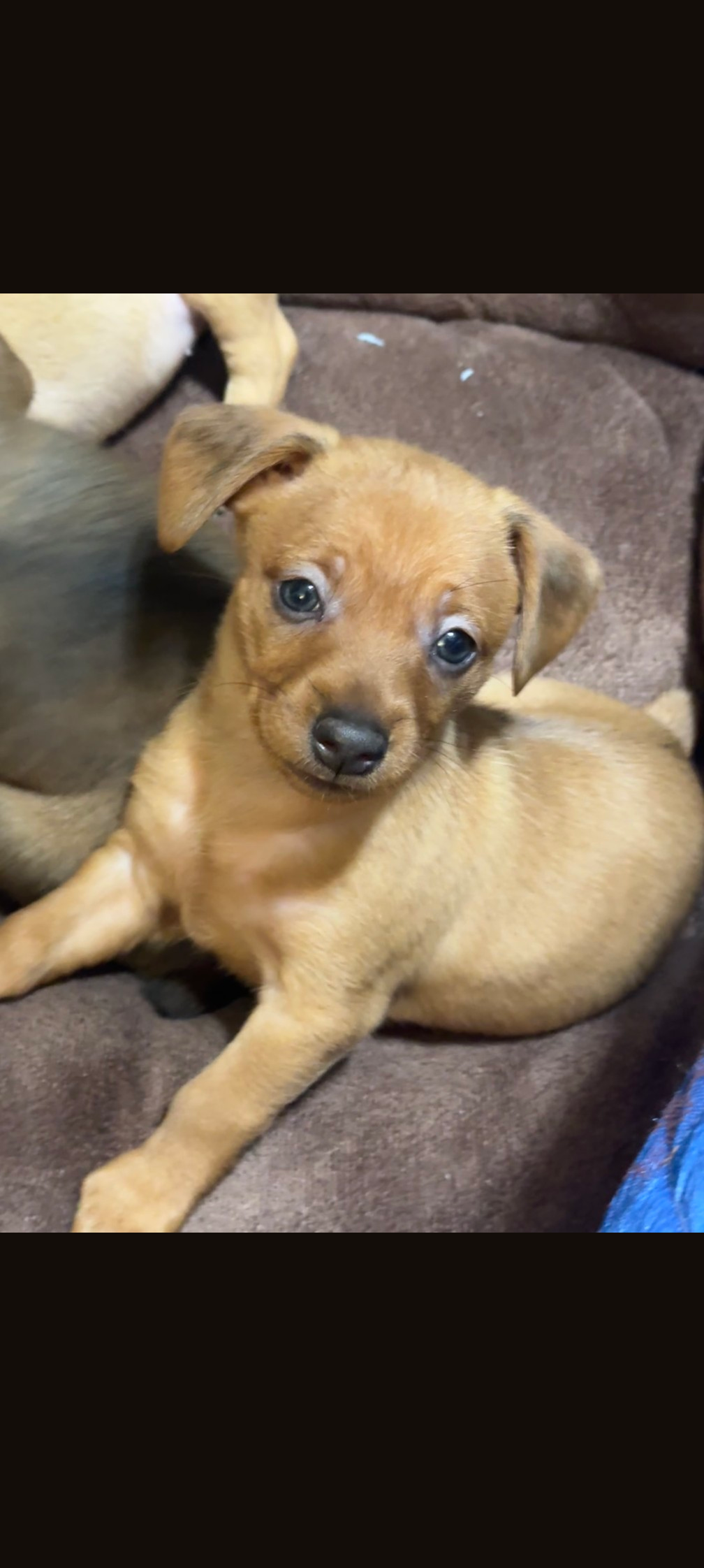 Chiweenie puppies image 3