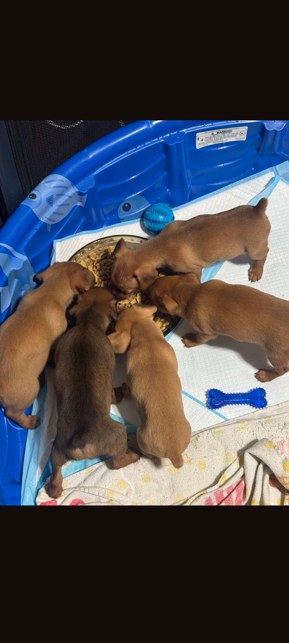 Chiweenie puppies image 1