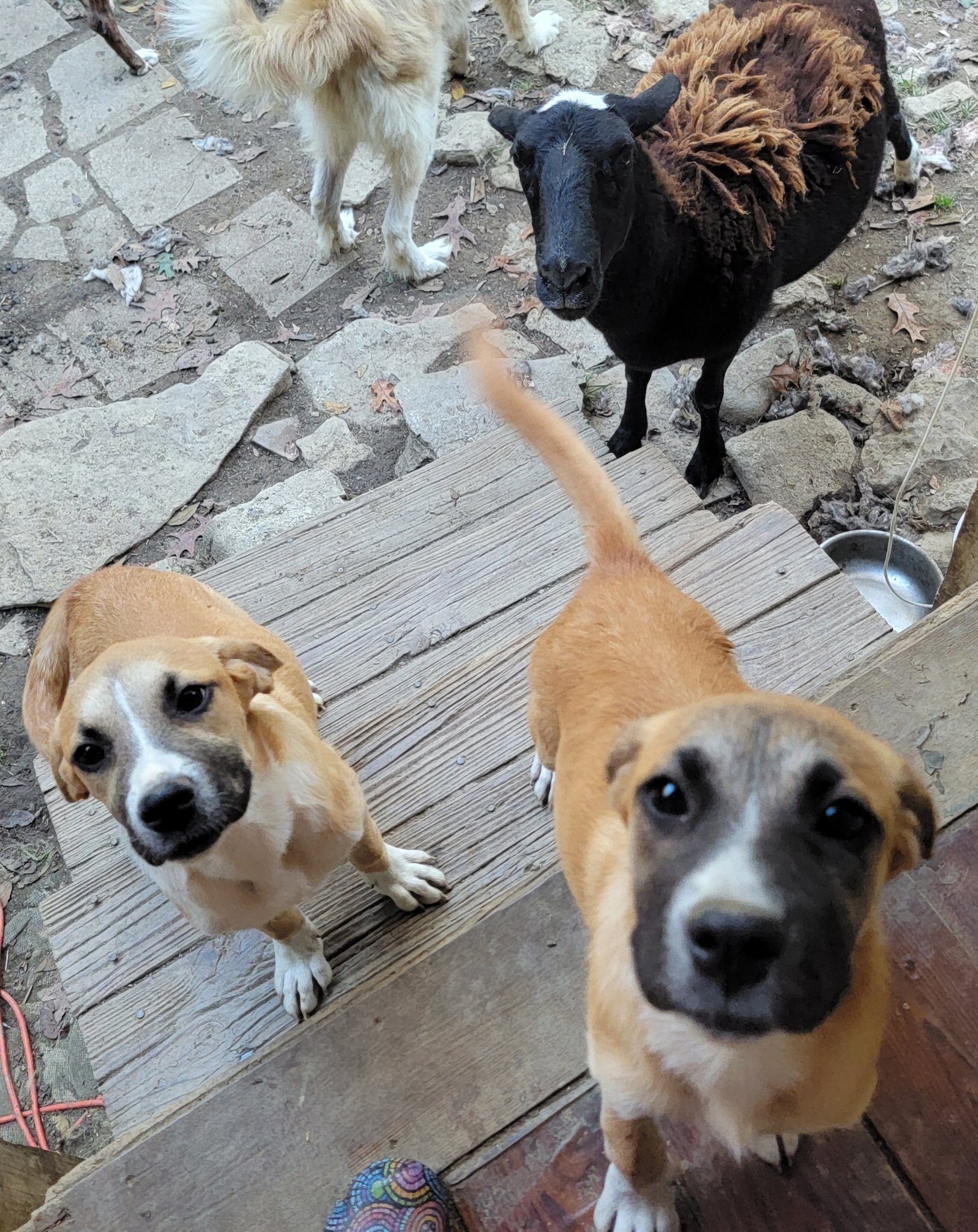 Boxer / Pyrenees Mix Puppies - Fee Negotiable image 2