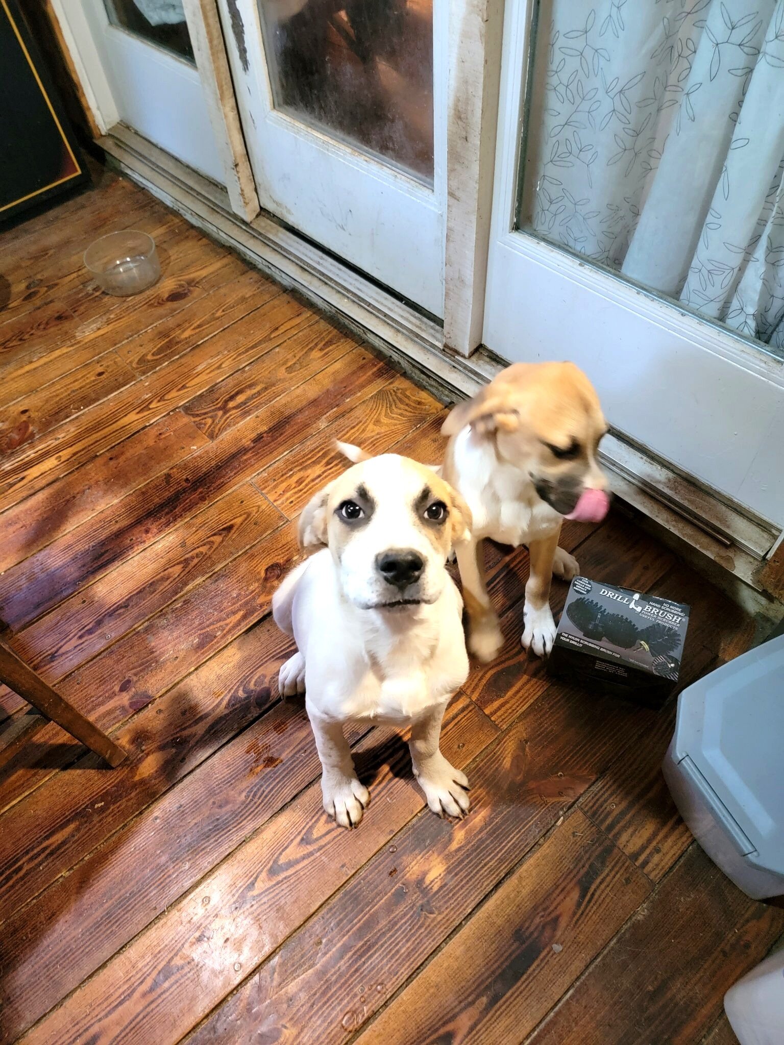 Boxer / Pyrenees Mix Puppies - Fee Negotiable image 4
