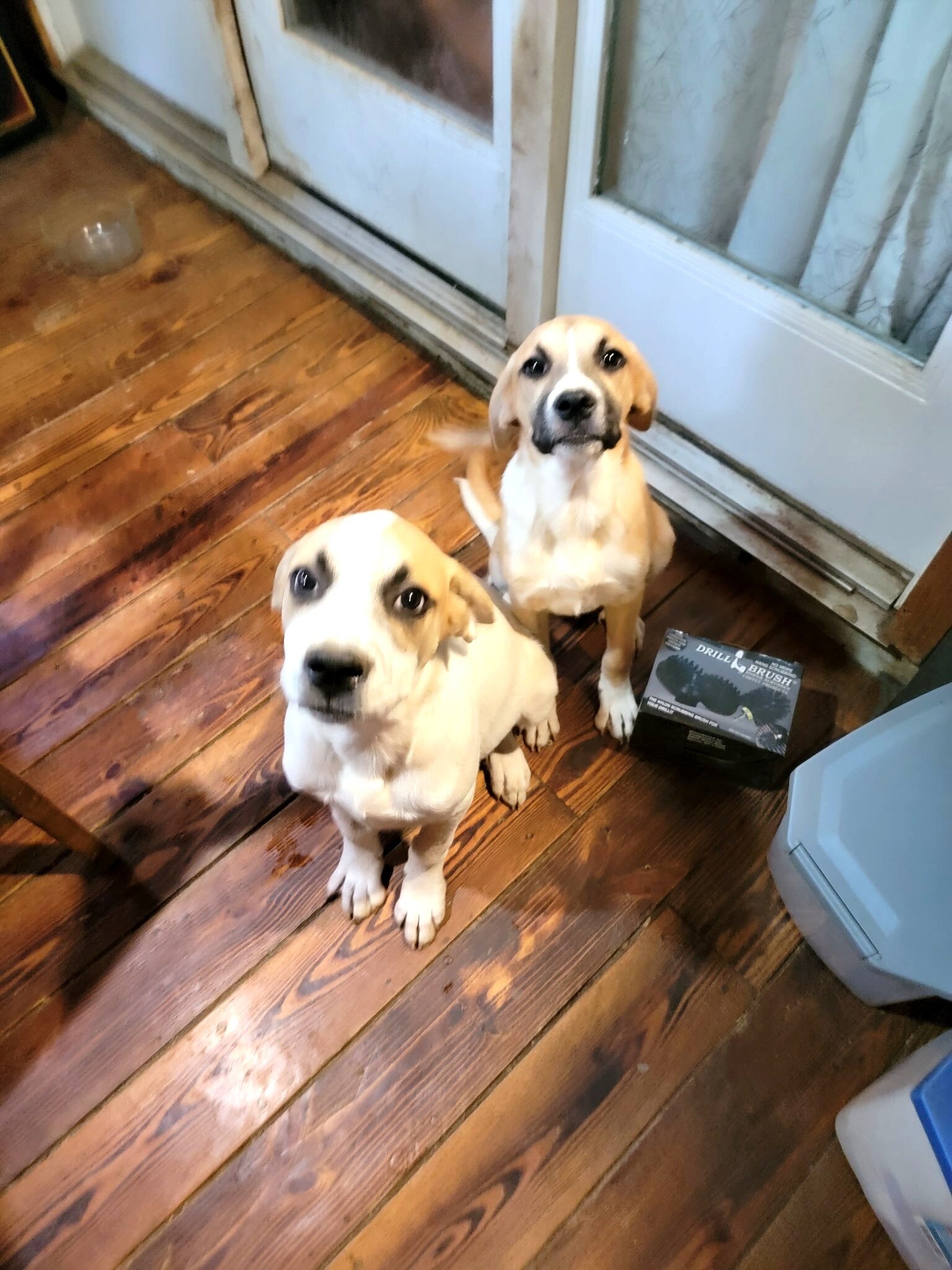 Boxer / Pyrenees Mix Puppies - Fee Negotiable image 1