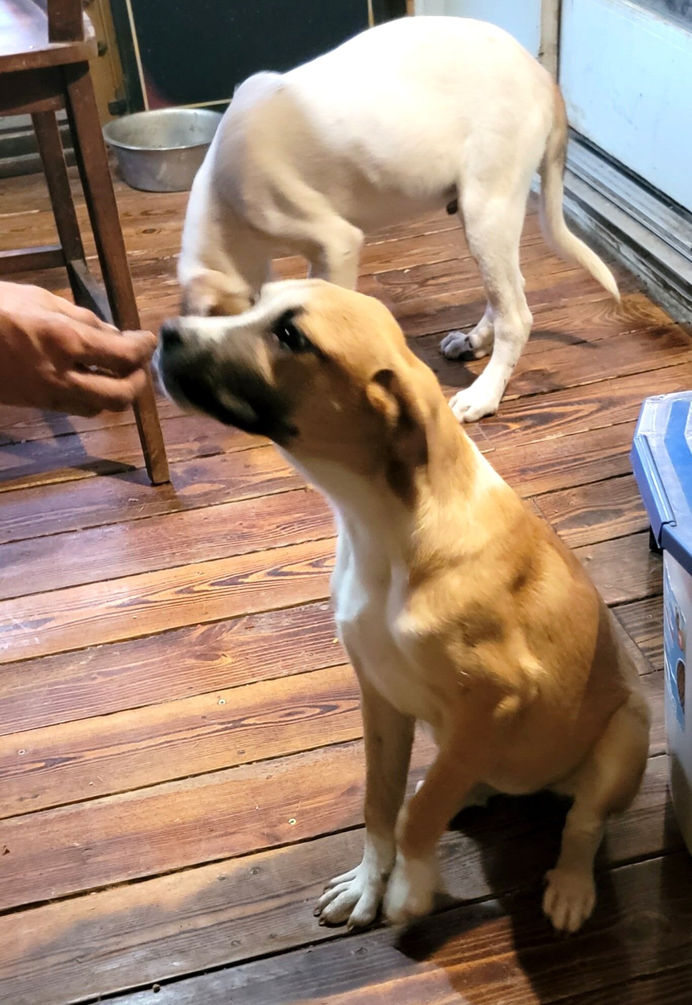 Boxer / Pyrenees Mix Puppies - Fee Negotiable image 6
