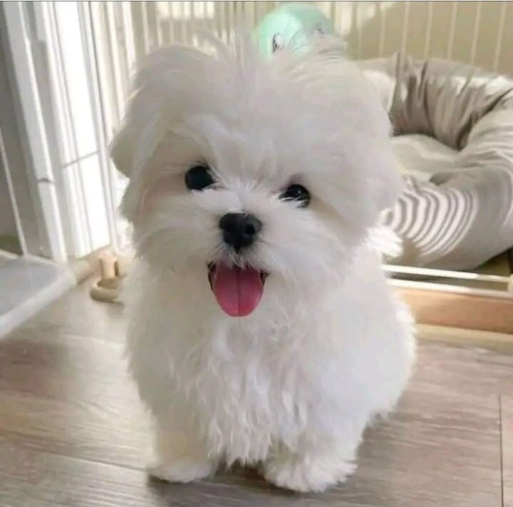 Maltese puppies image 1