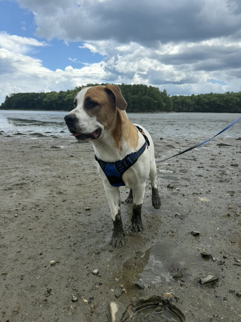 Your Great Pyrenees/ mix image 1
