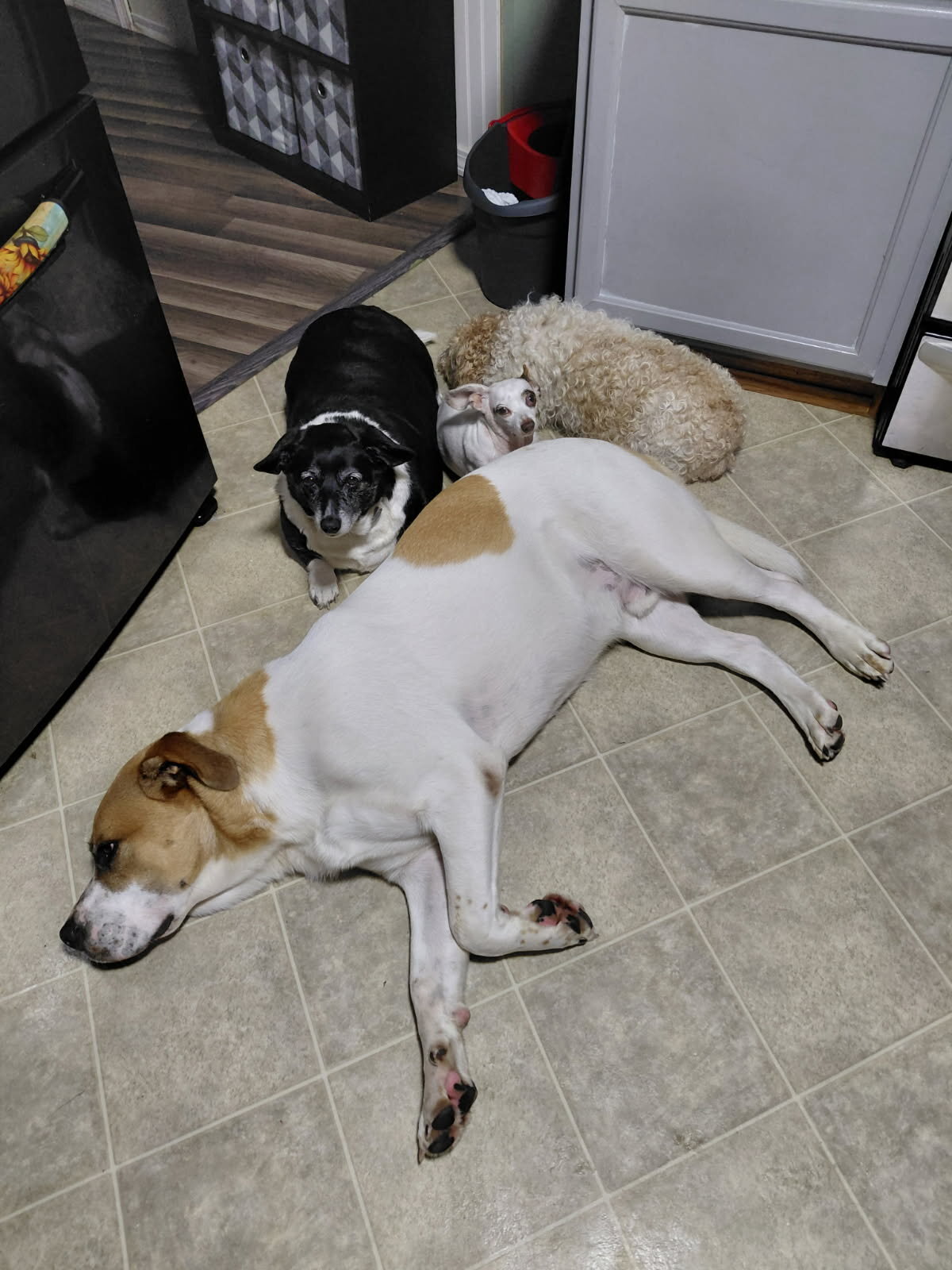 Your Great Pyrenees/ mix image 4