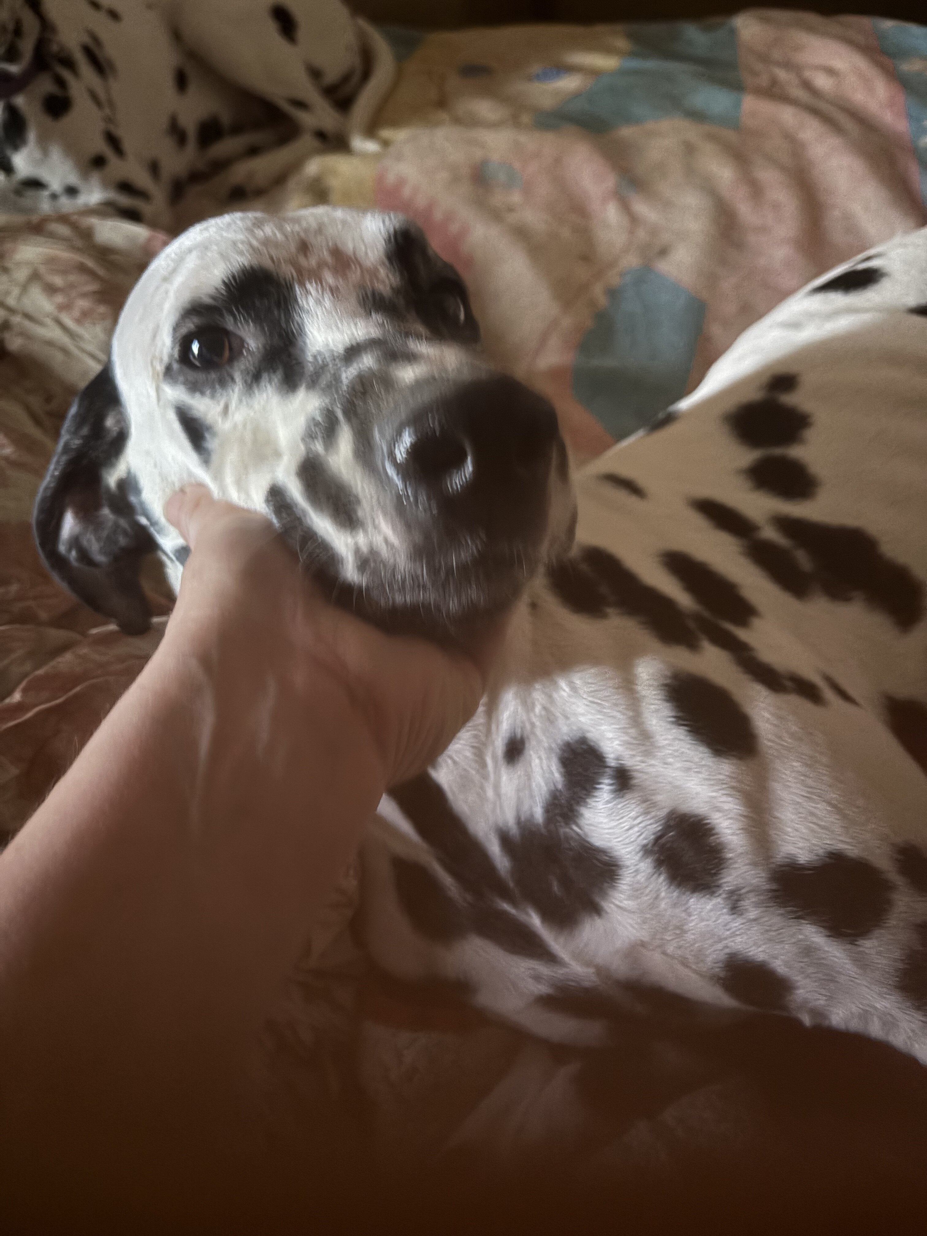 Dalmatian Males image 4