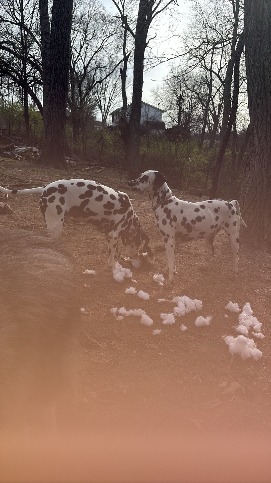 Dalmatian Males image 2
