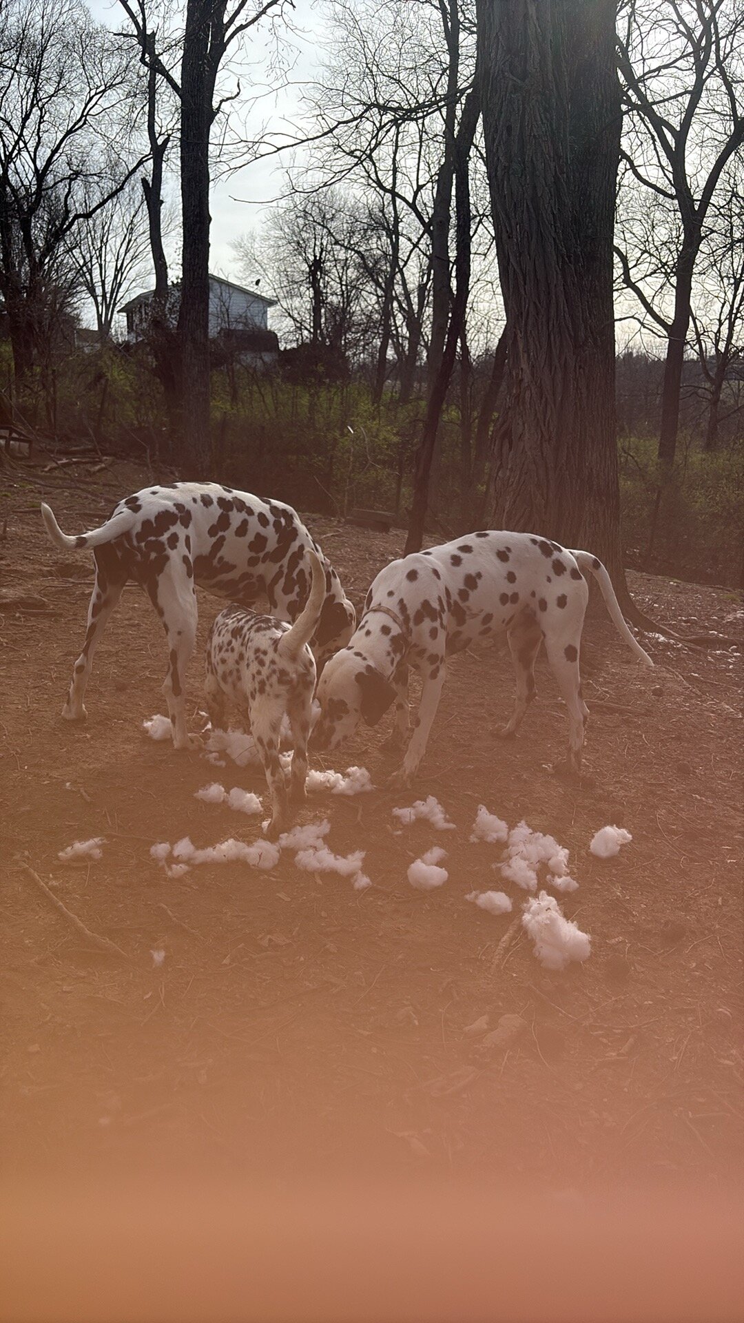 Dalmatian Males image 3