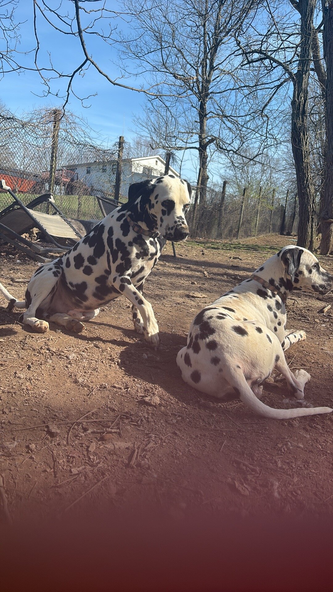 Dalmatian Males image 1