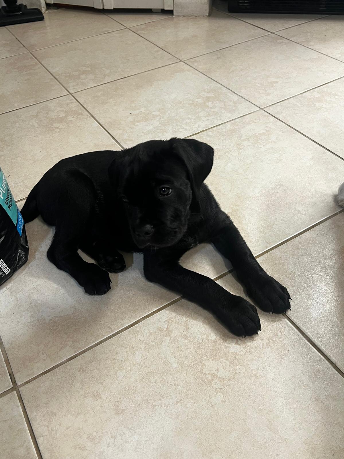 Cane Corso Female image 9