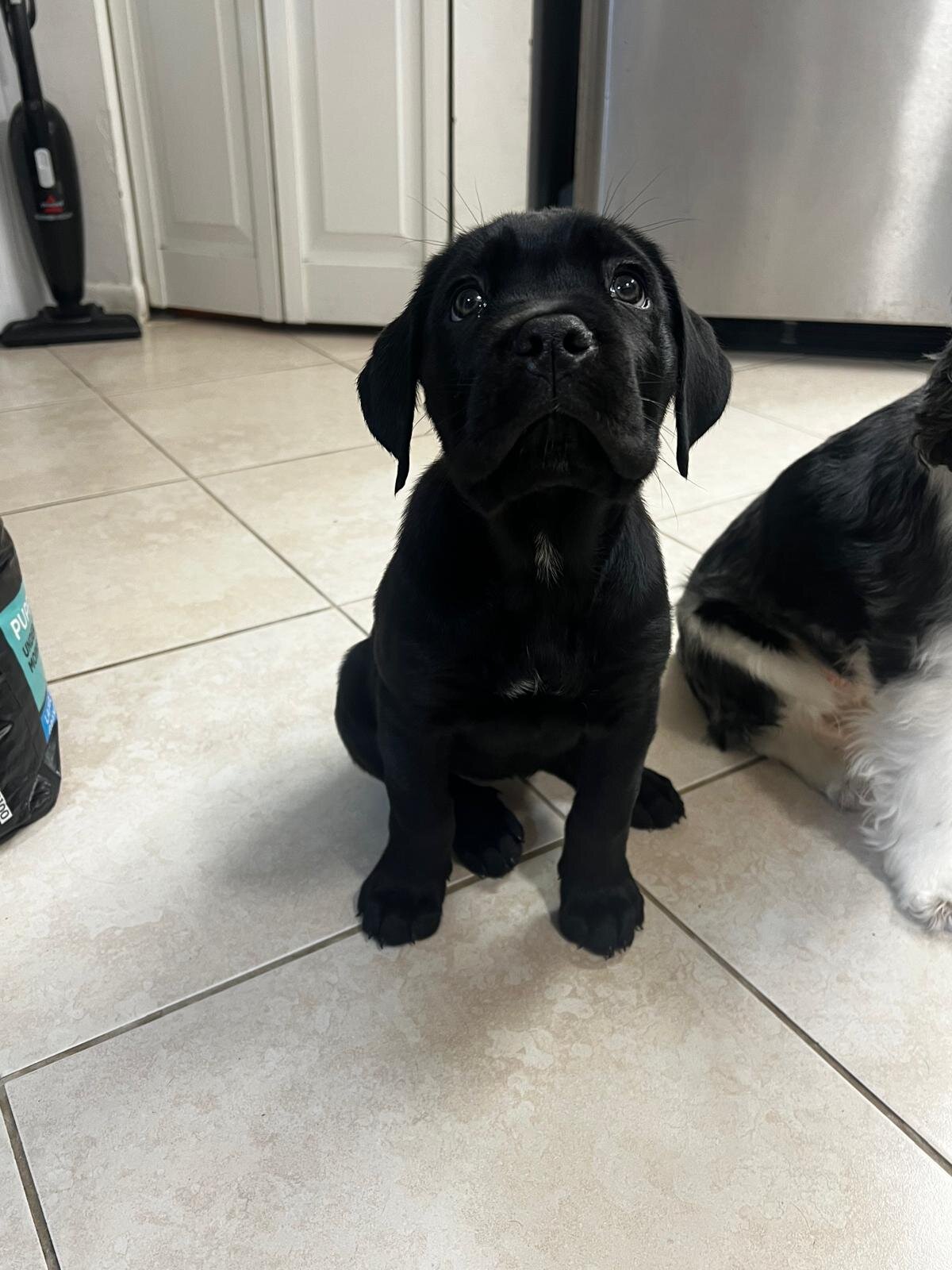 Cane Corso Female image 10