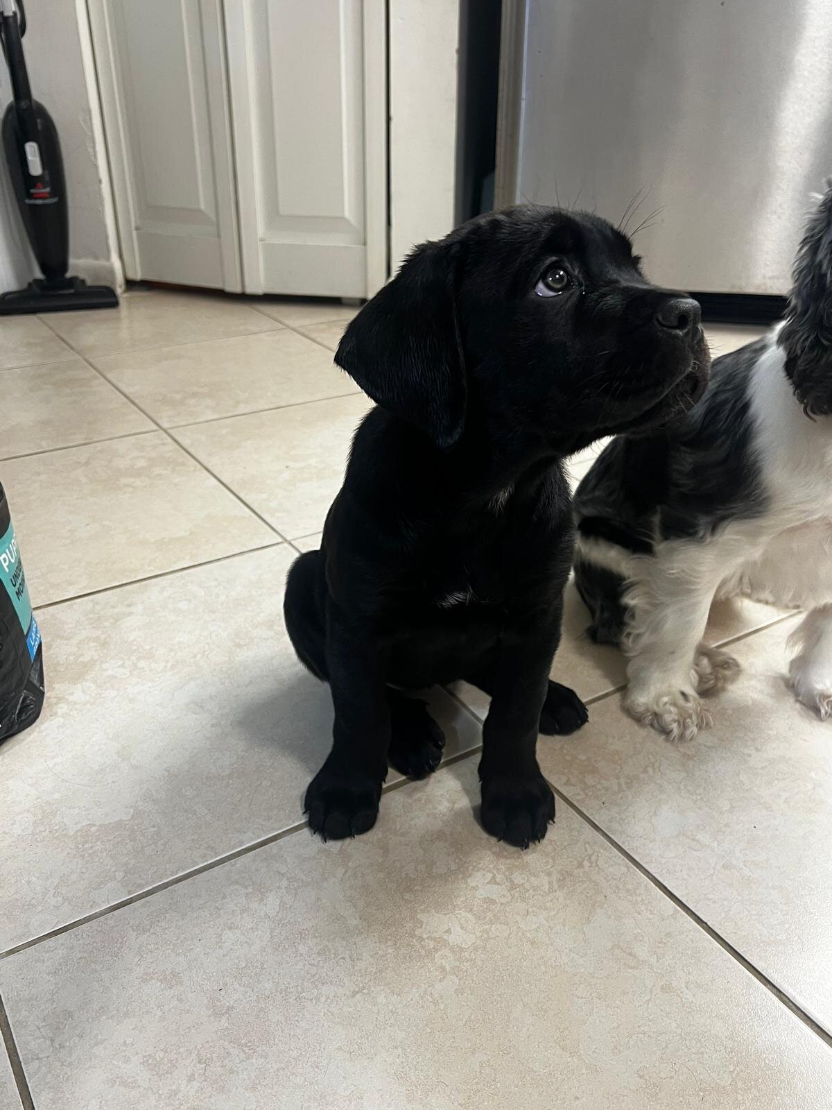 Cane Corso Female image 1