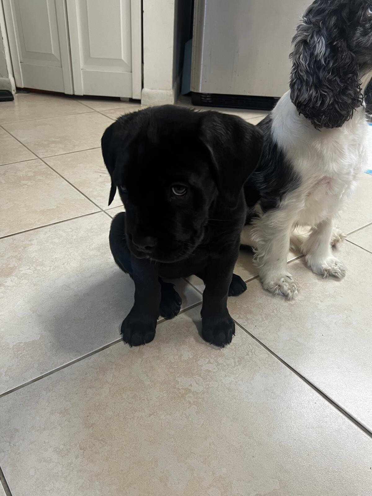Cane Corso Female image 2