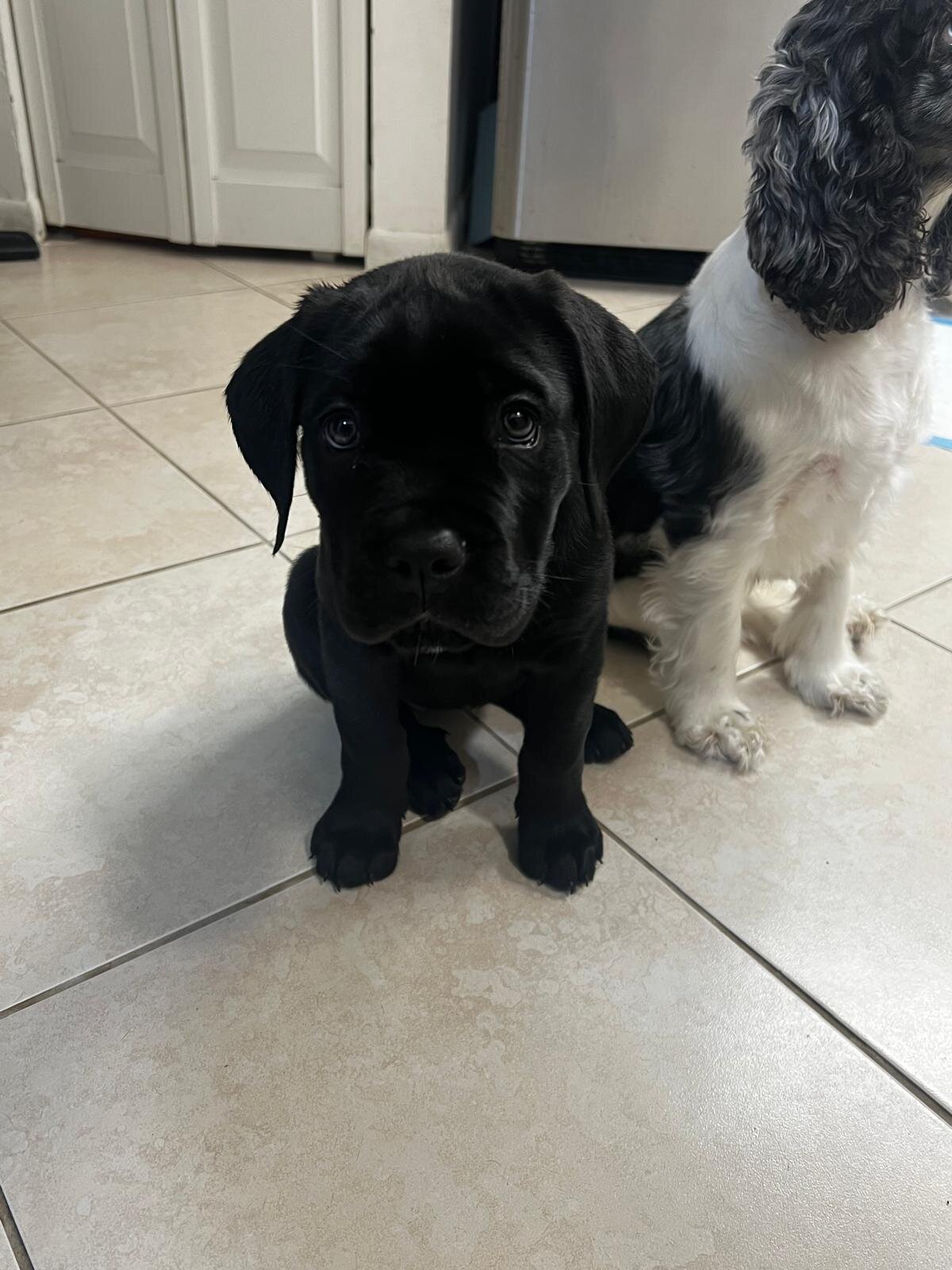 Cane Corso Female image 3